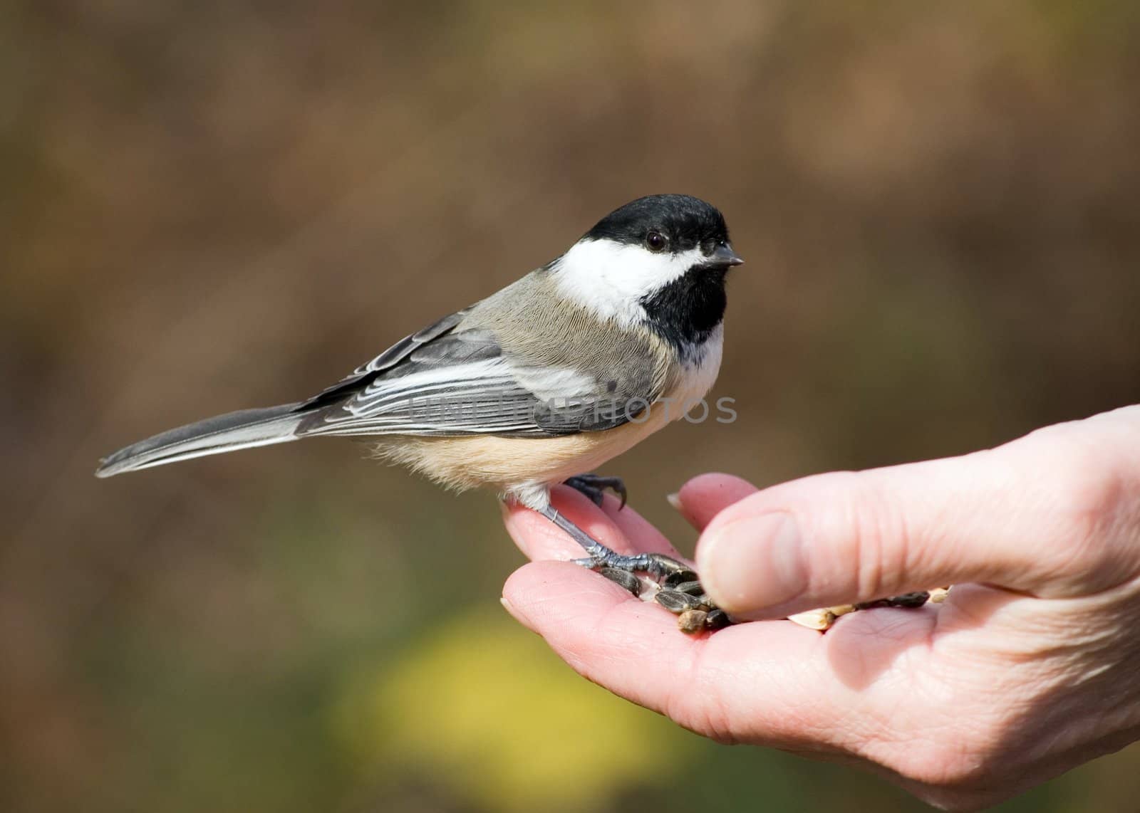 A Chickadee perched on a woman's hand eating bird seed.