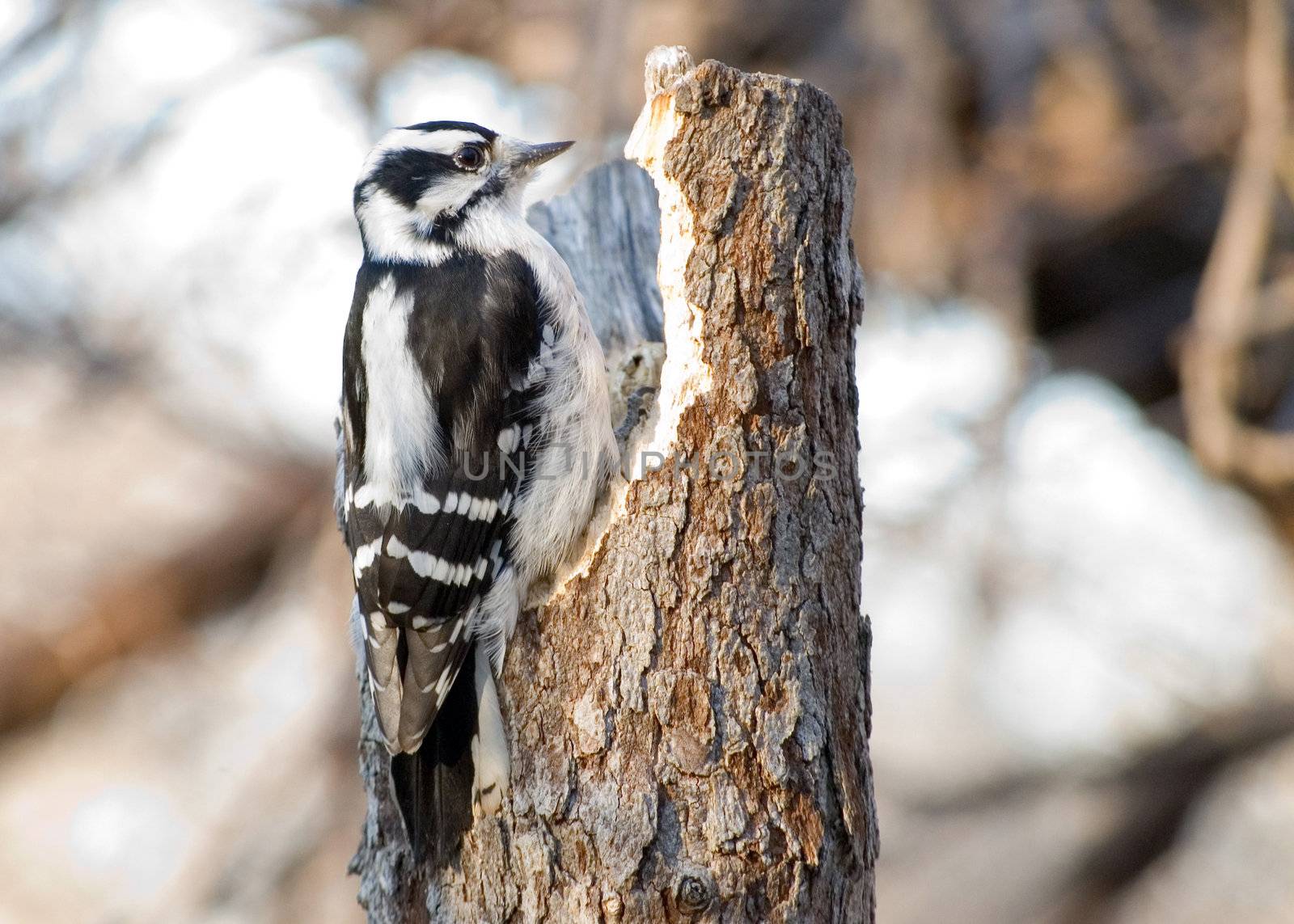 A female downy woodpecker perched on a tree stump.