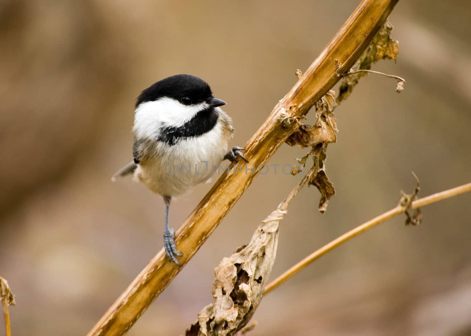 Black-capped Chickadee by brm1949