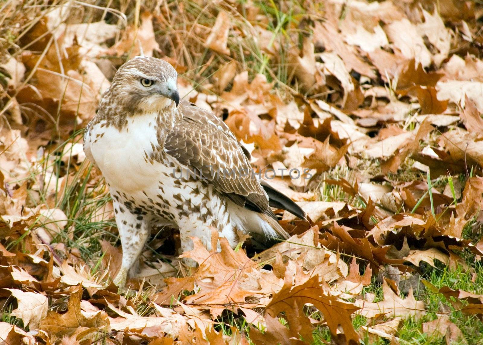 A Red-tailed hawk perched on the ground among fallen leaves.