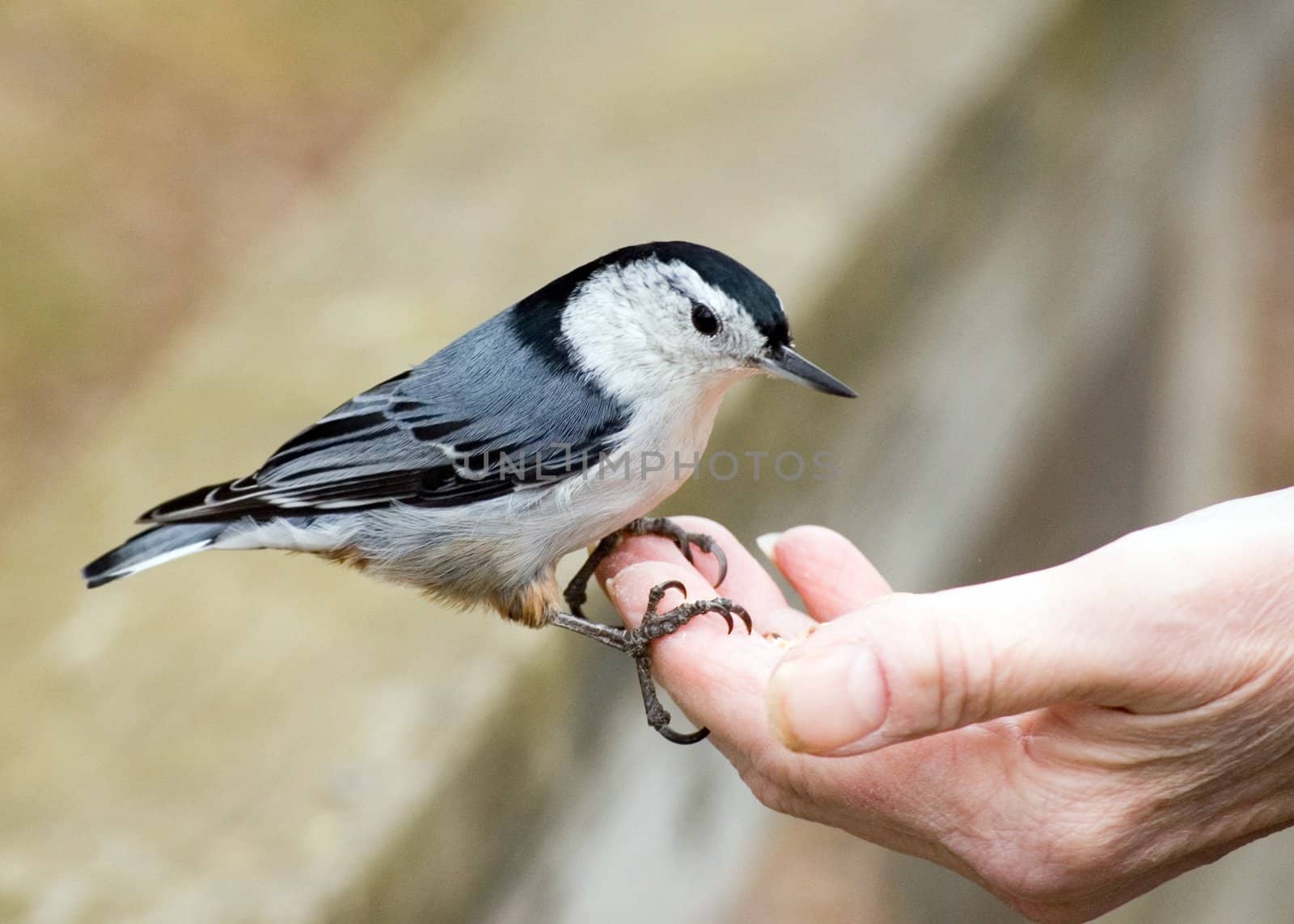 A white-breasted nuthatch perched on a hand.