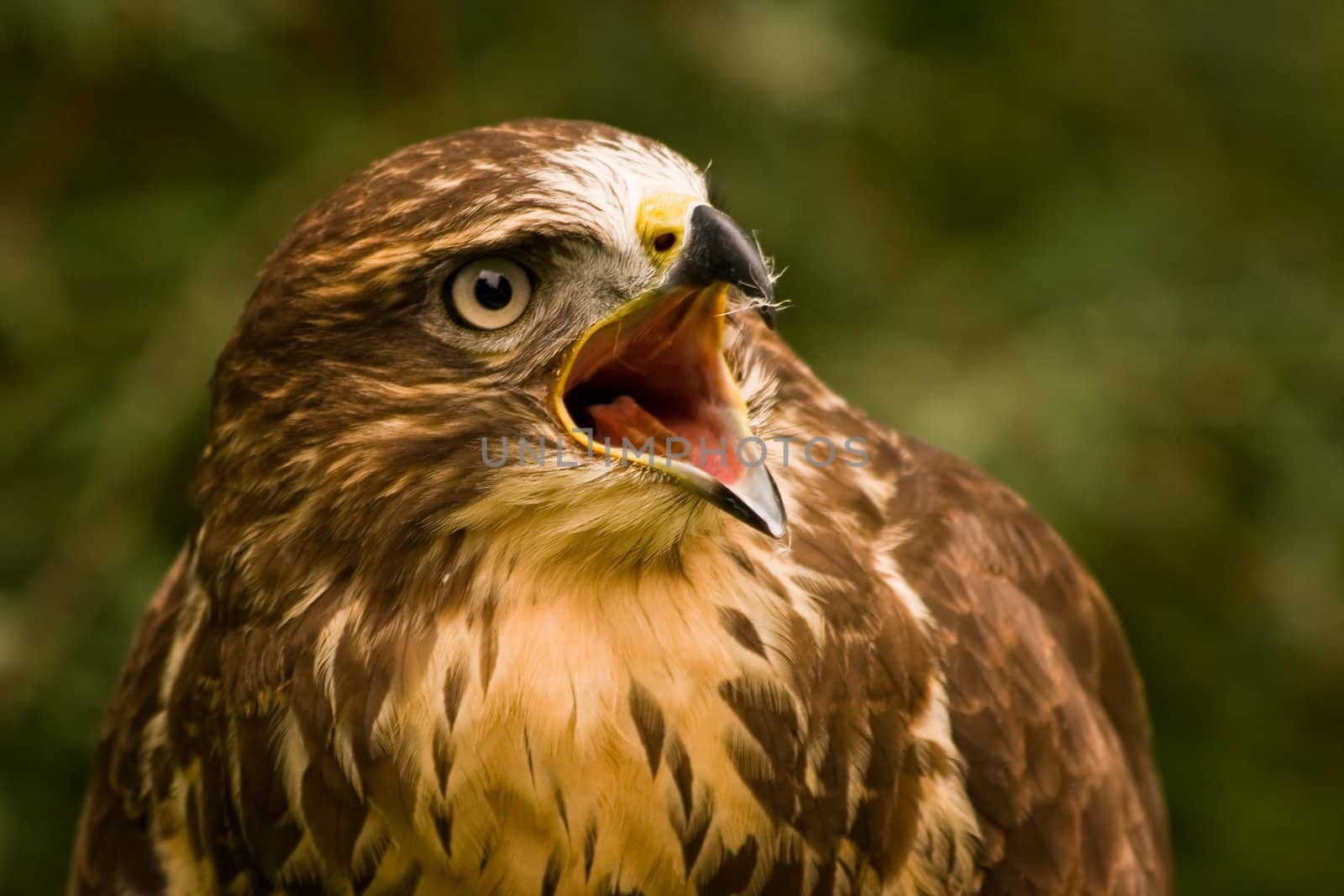 Buzzard, a bird of prey, which is loudly screaming