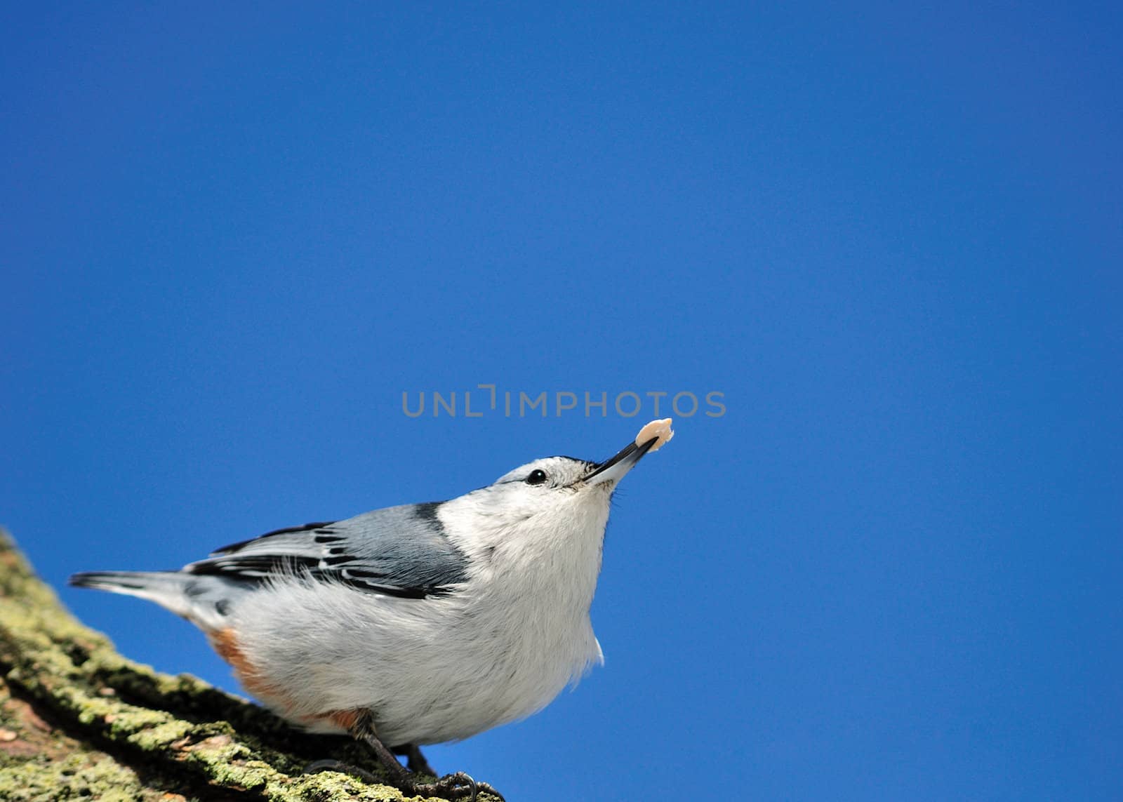 A nuthatch perched on the side of a tree trunk.