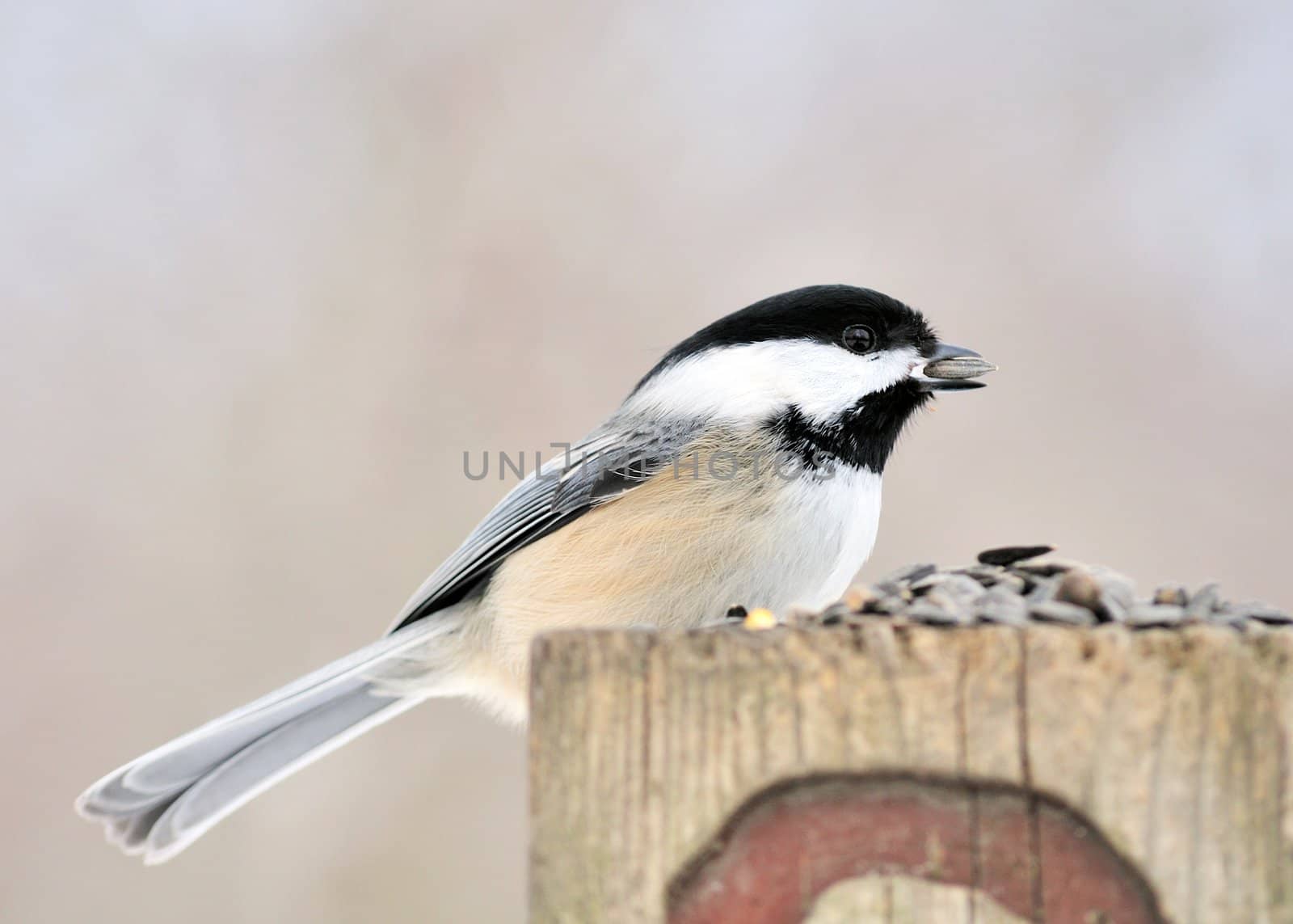 A black-capped chickadee perched on a wooden post eating bird seed.