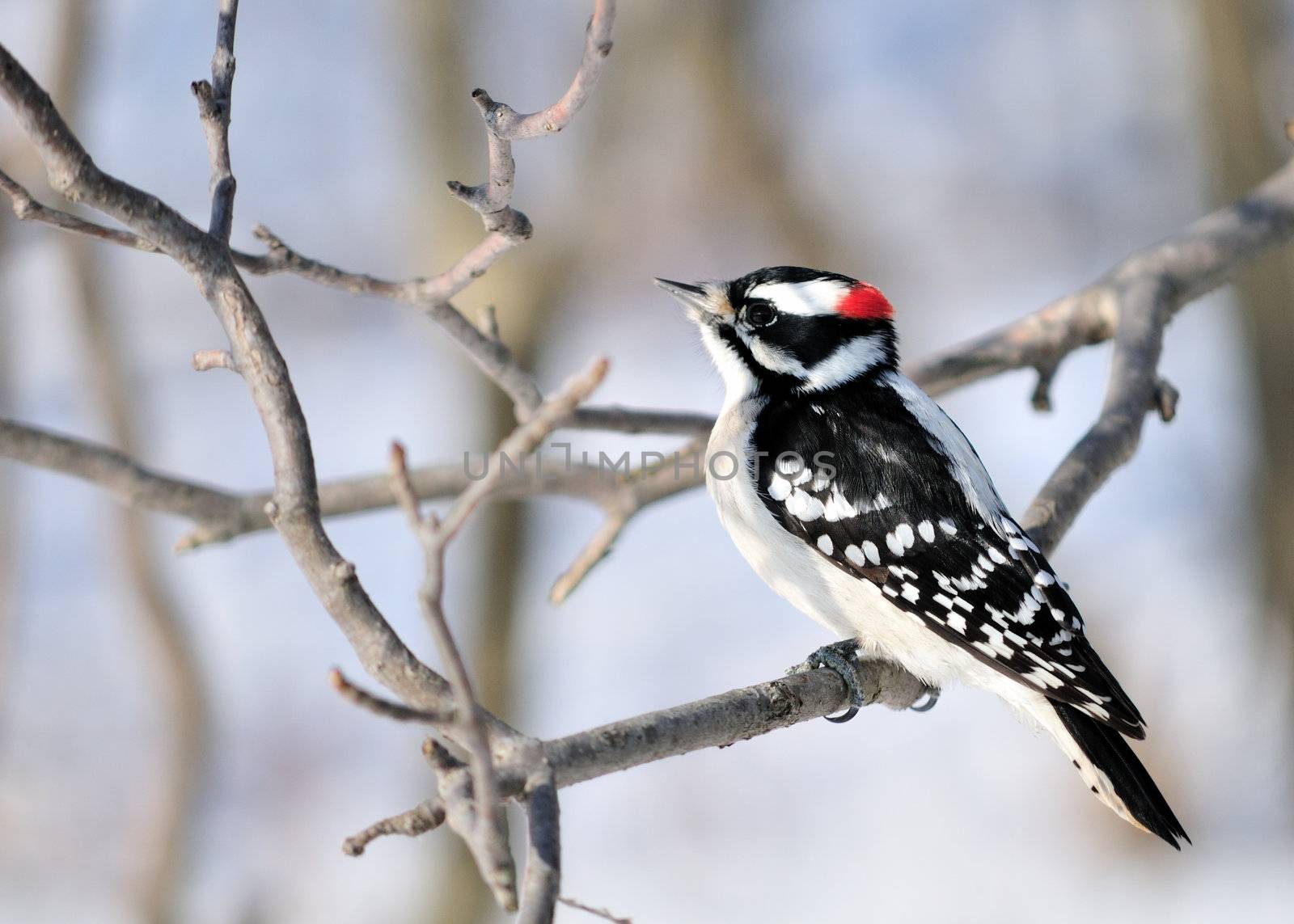 A male downy woodpecker perched on a tree branch.