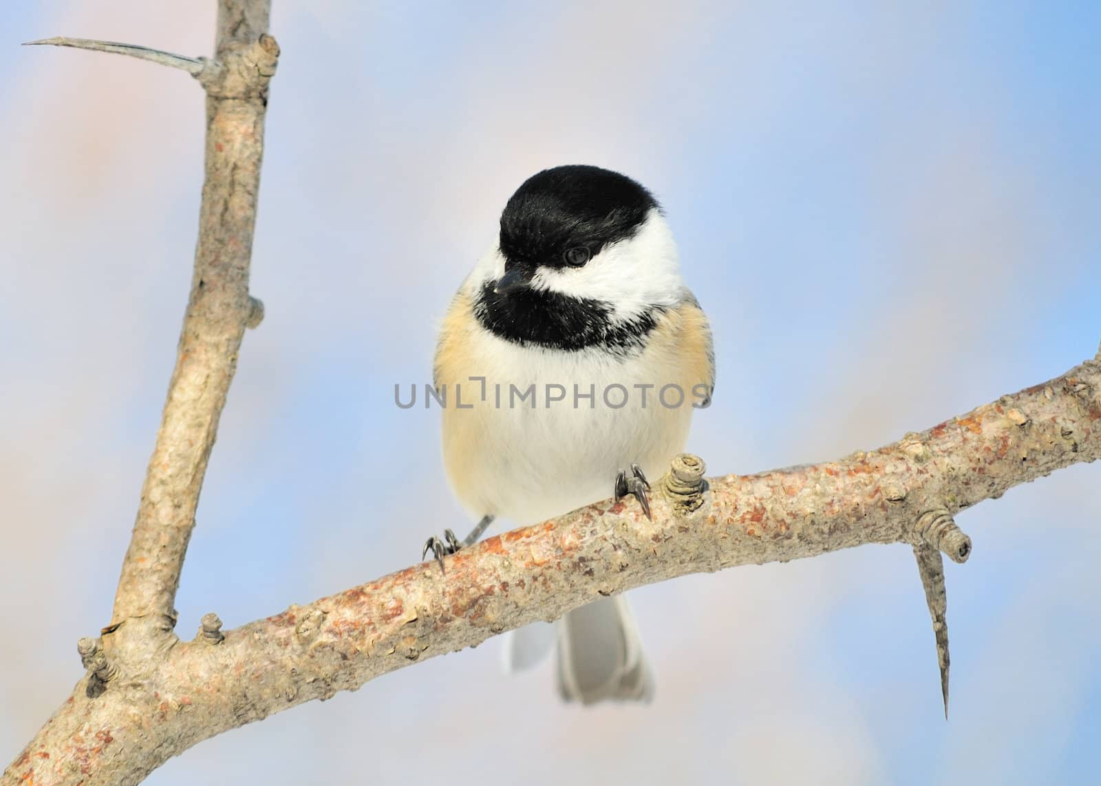 A black-capped chickadee perched on a tree branch.