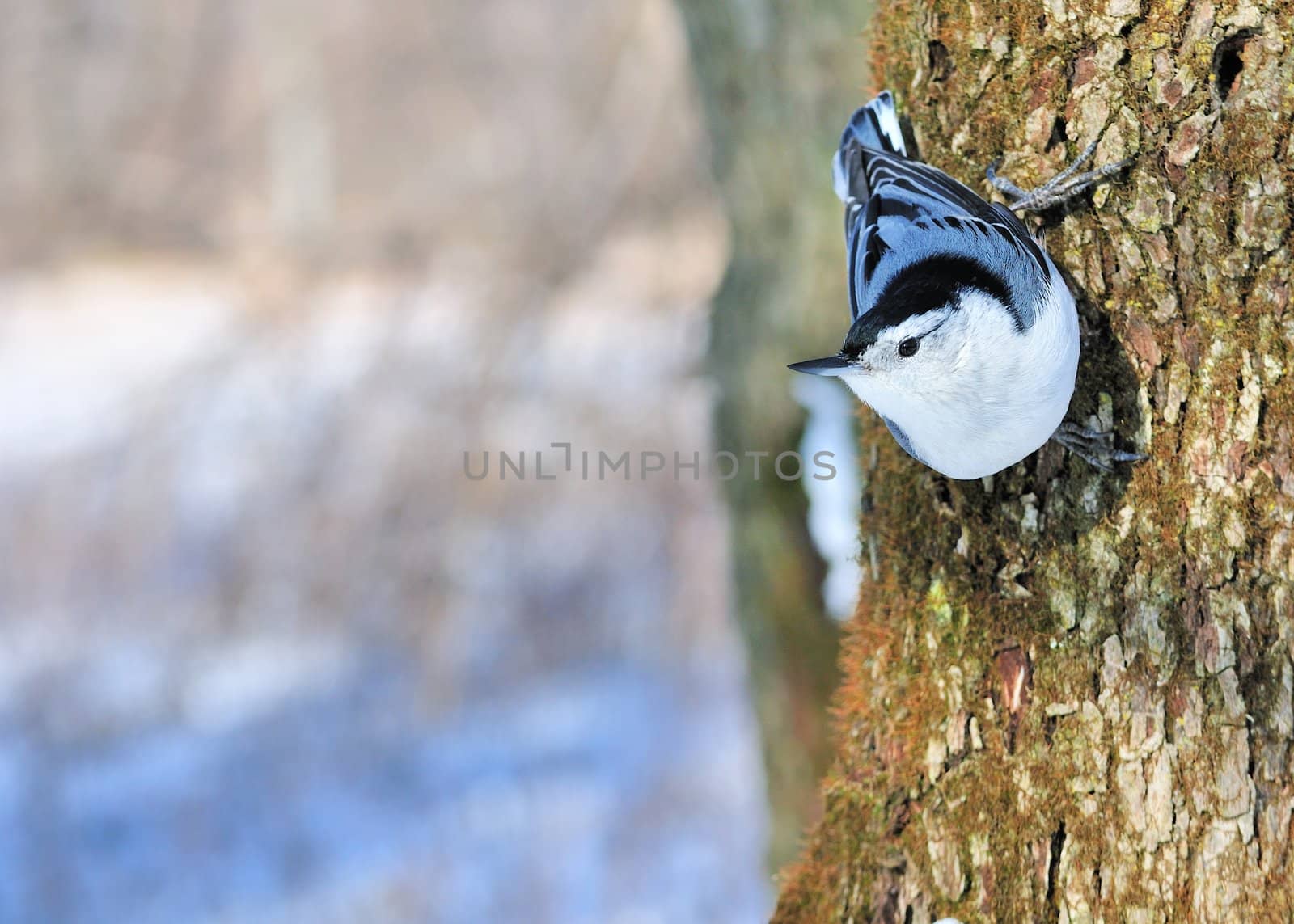 Nuthatch by brm1949