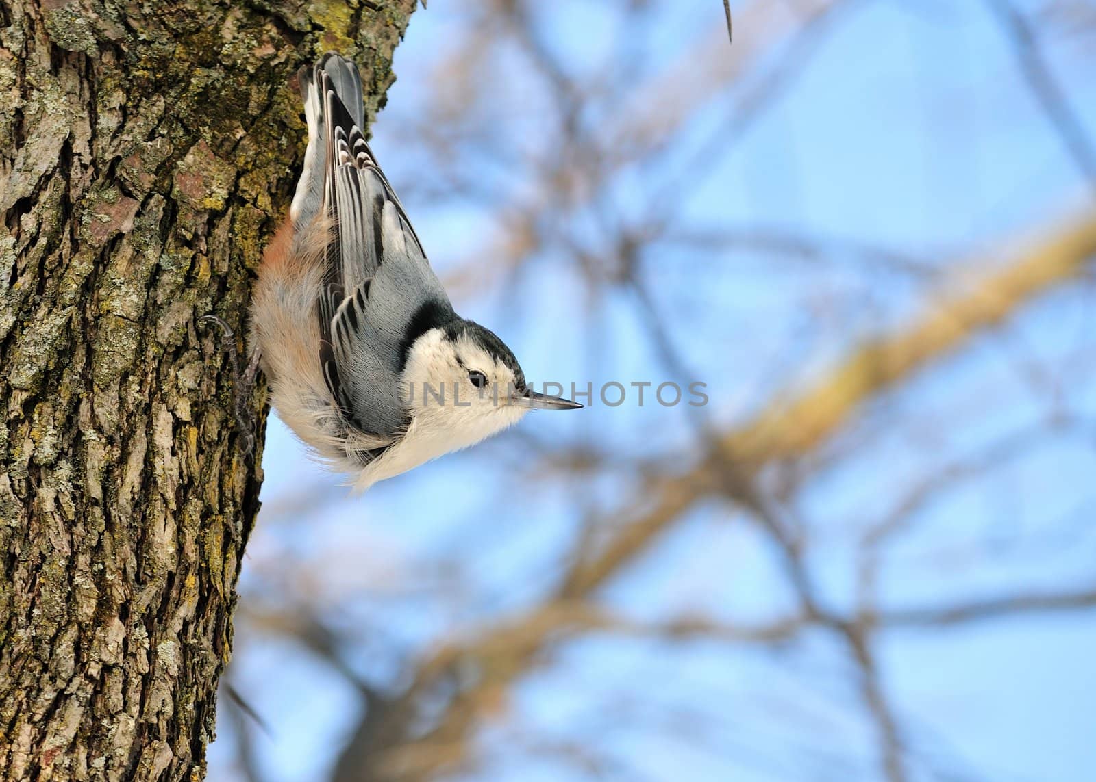 A nuthatch perched on the side of a tree trunk.