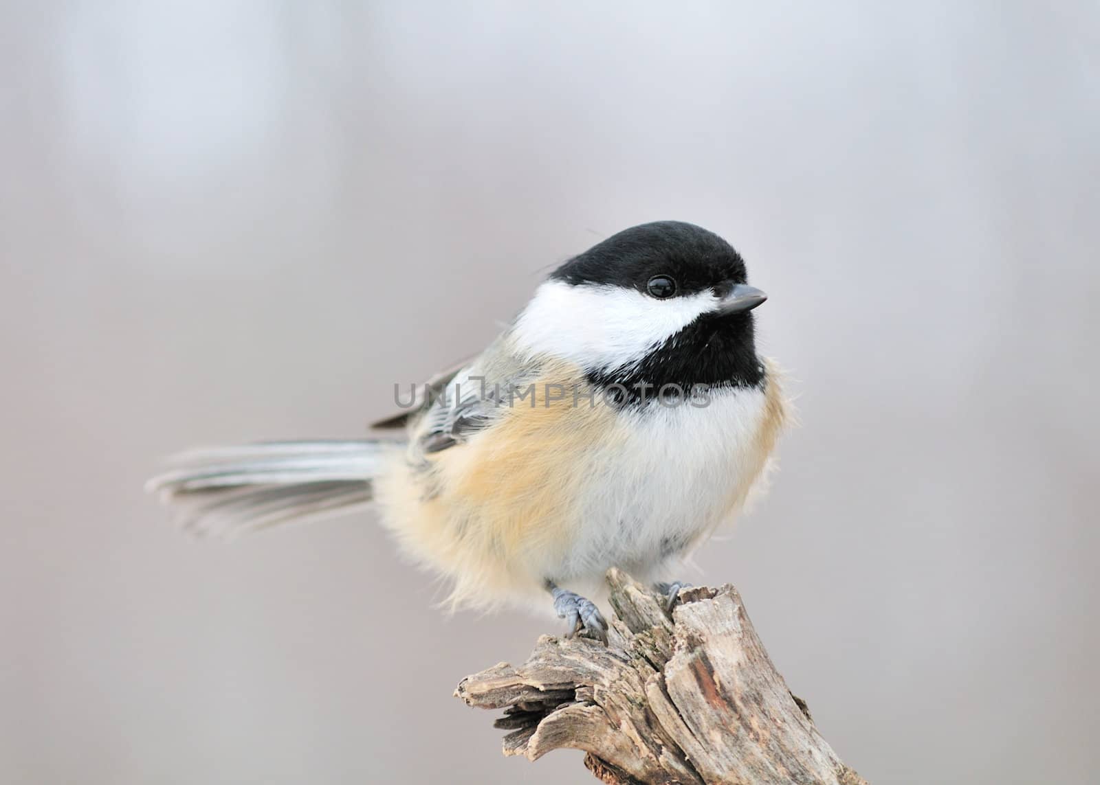 A black-capped chickadee perched on a tree branch.