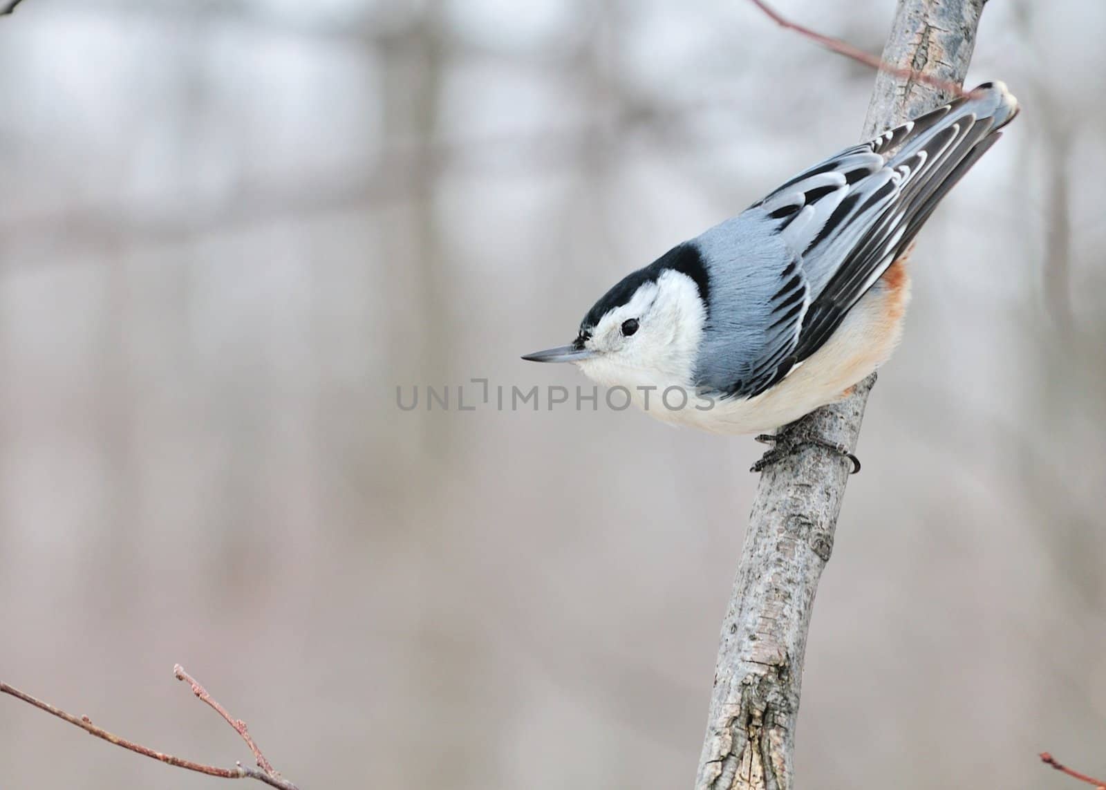 A nuthatch perched on the side of a tree branch.