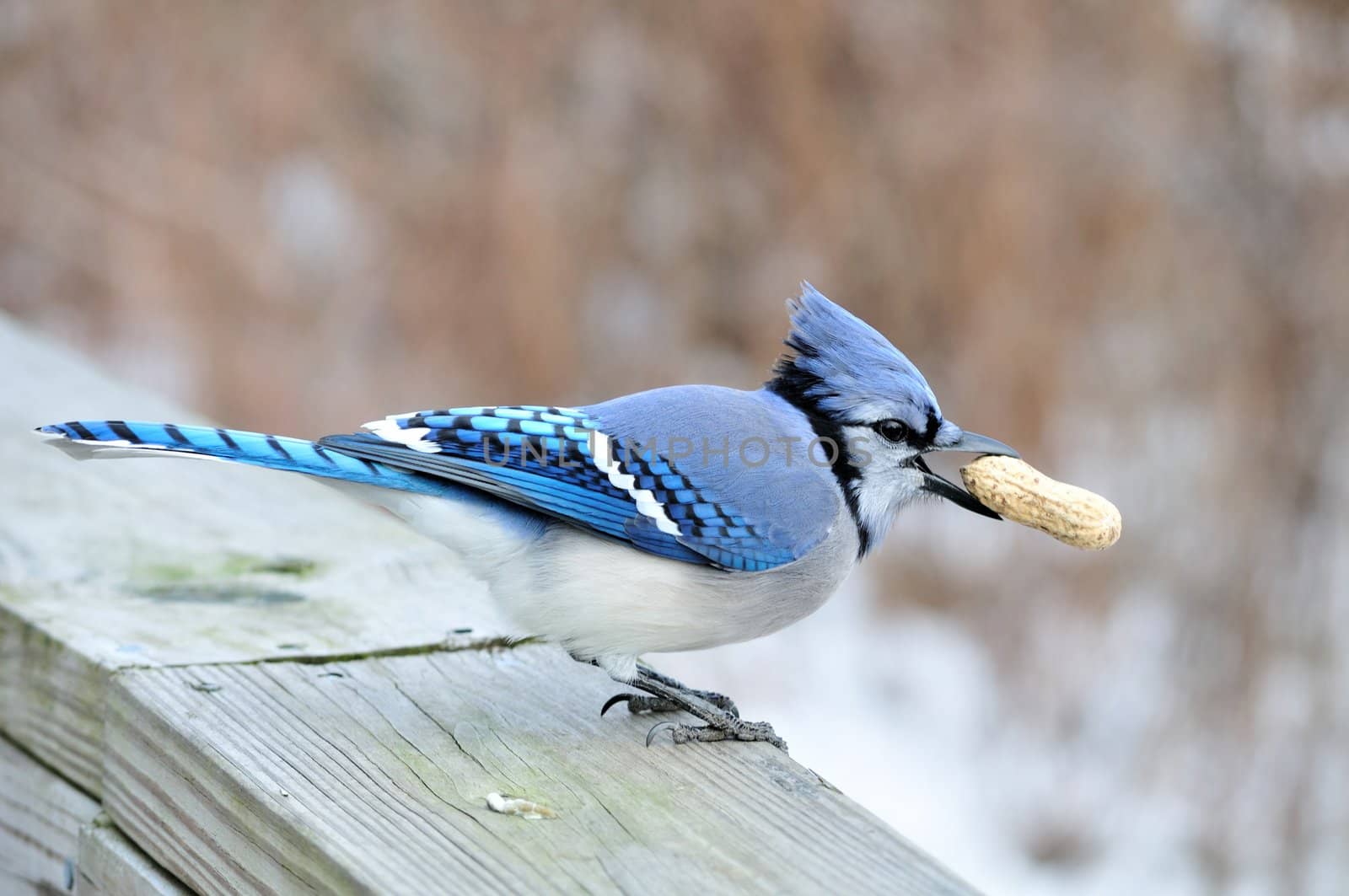 A blue jay perched on a wooden rail with a peanut in its beak.