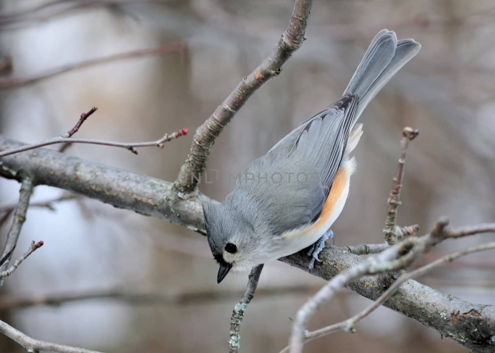 Tufted Titmouse by brm1949