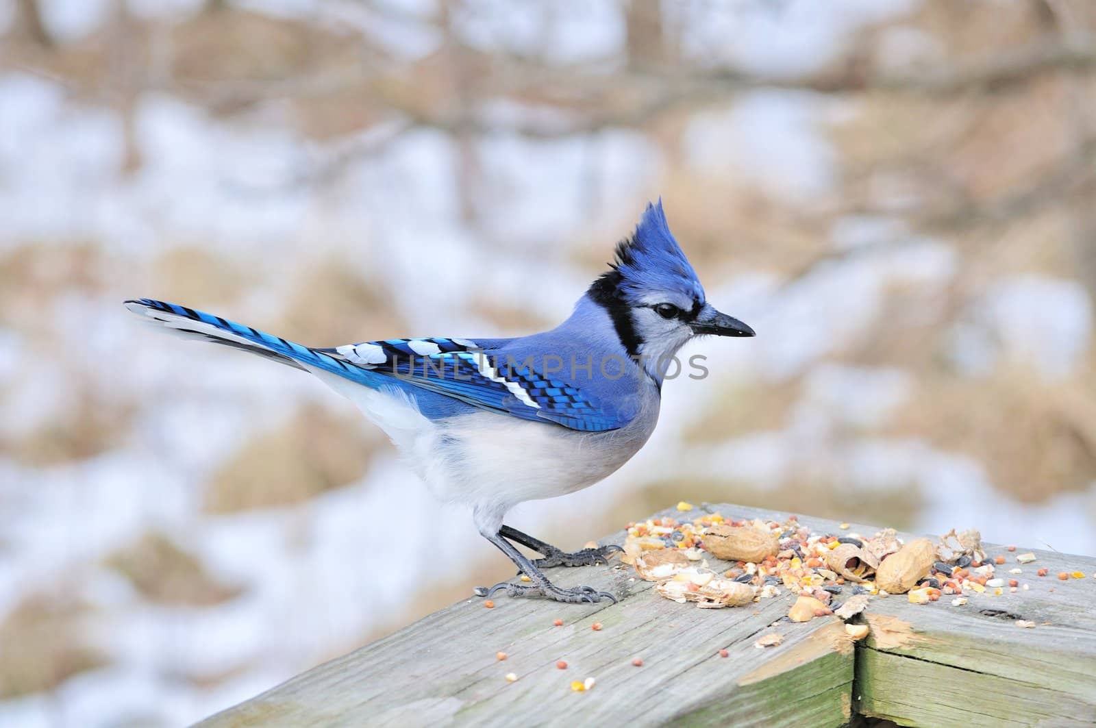 A blue jay perched on wooden rail.