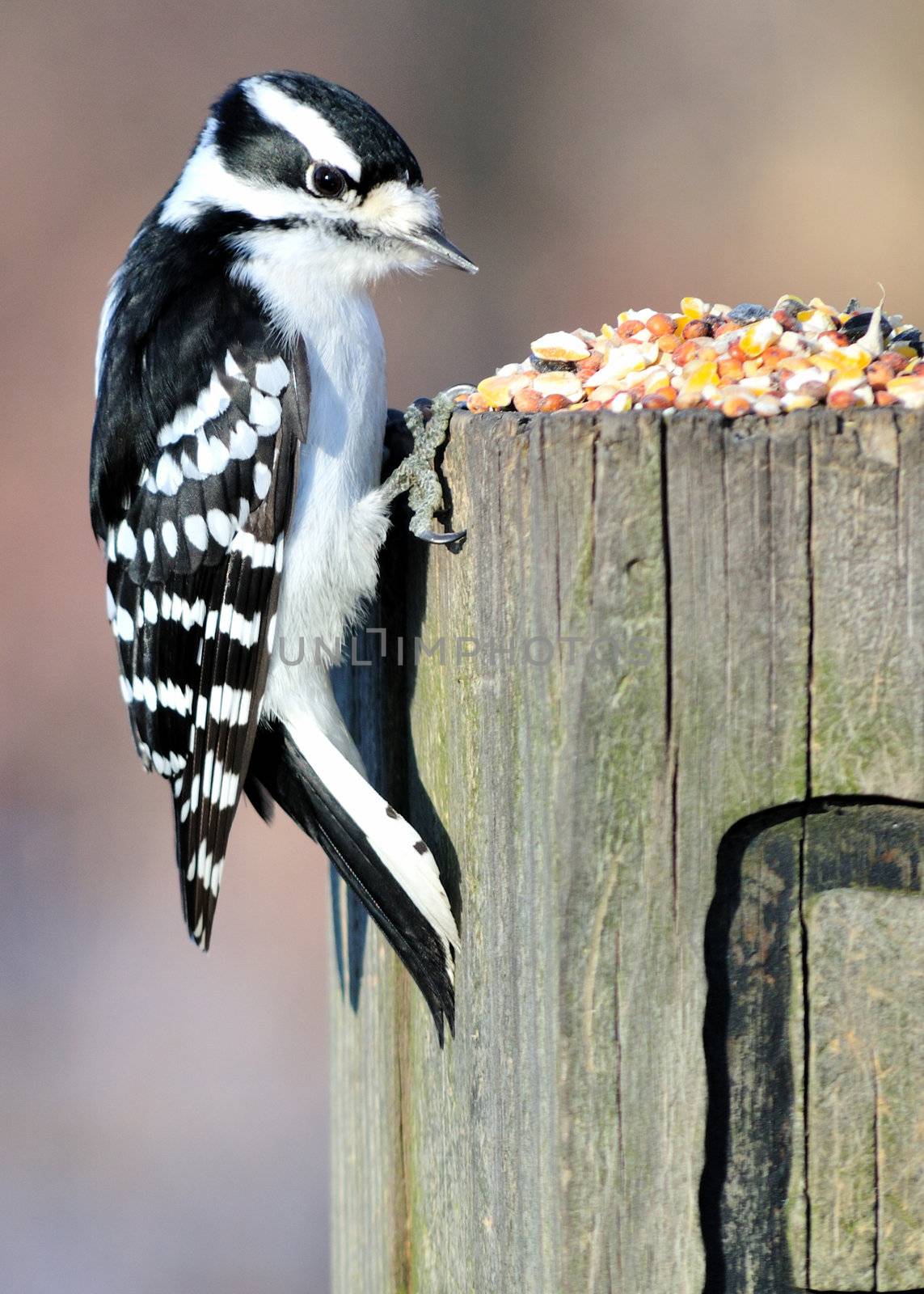 A female downy woodpecker perched on a post with bird seed.