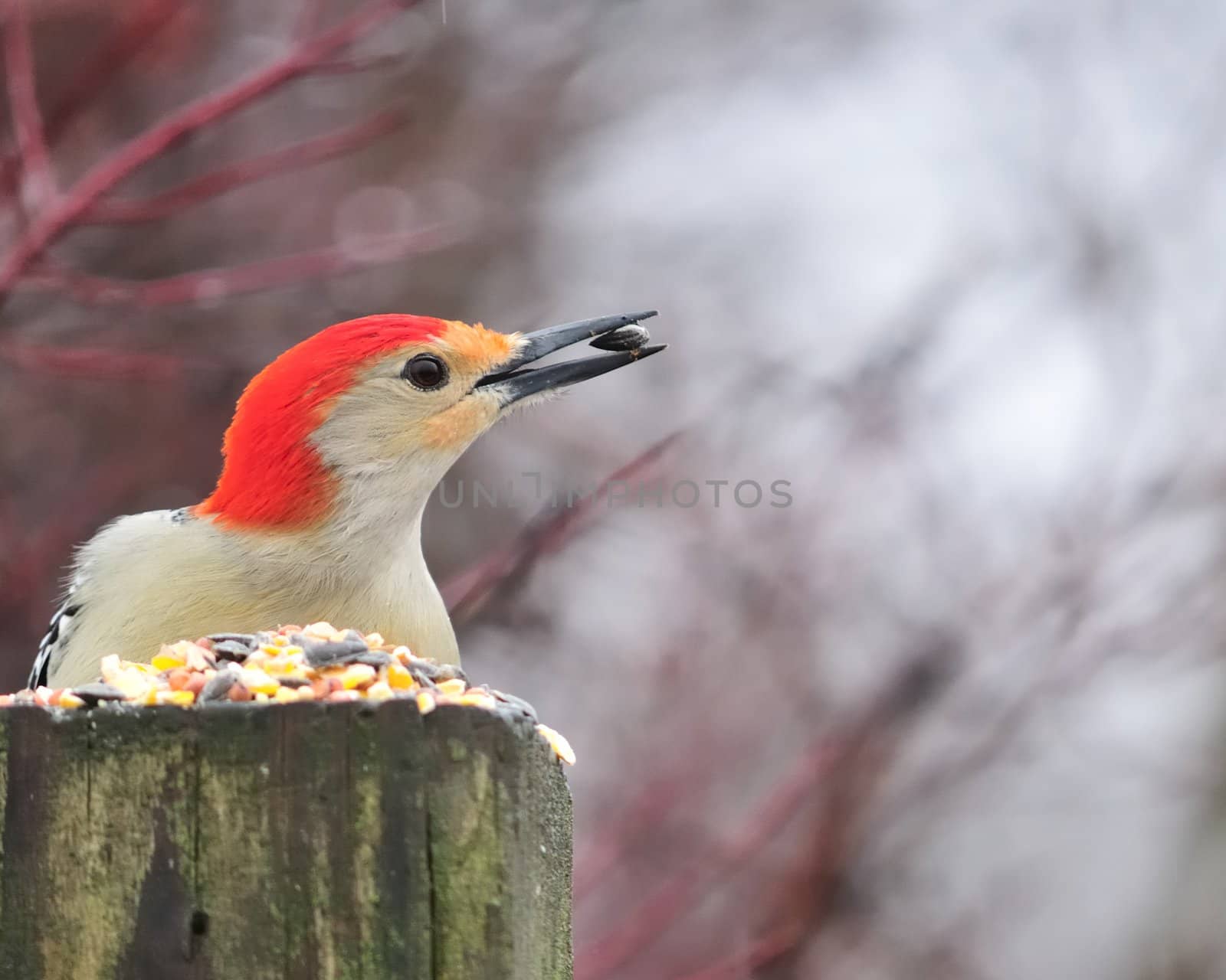 Male red-bellied woodpecker eating bird seed on a wooden post.