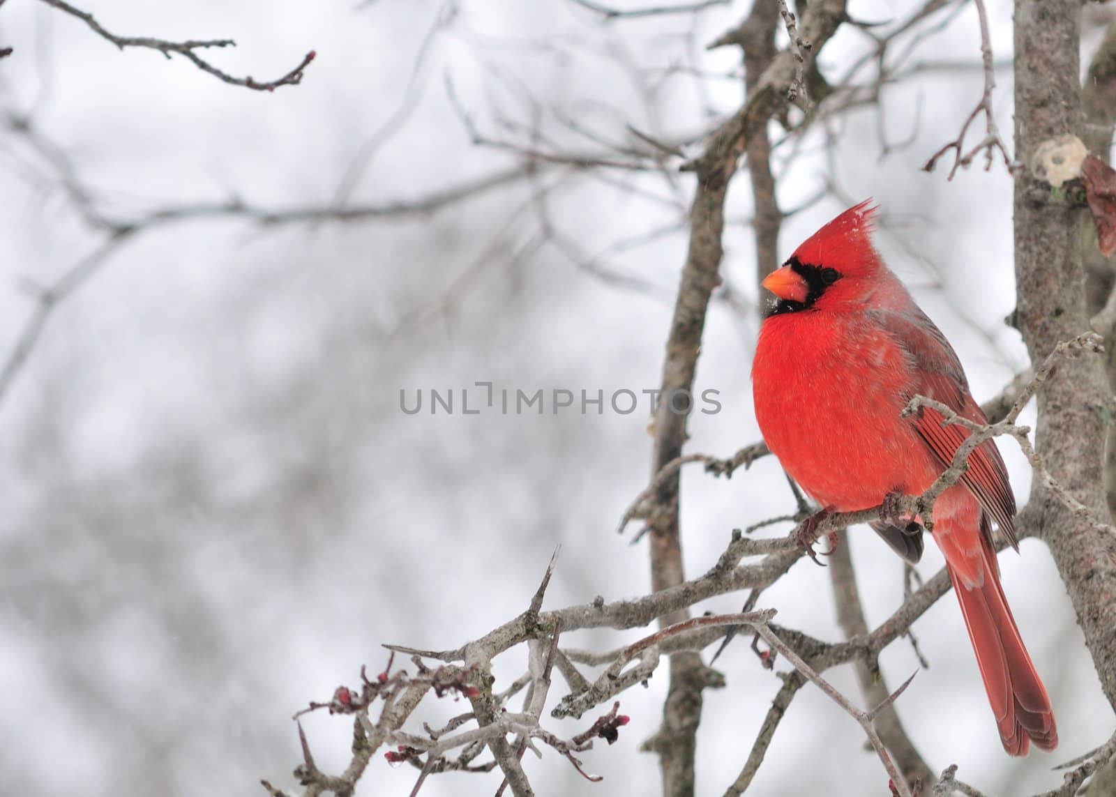 Cardinal perched on a branch.