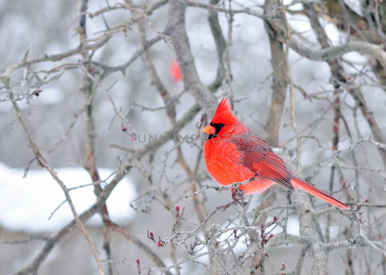 A male Cardinal perched on a branch.