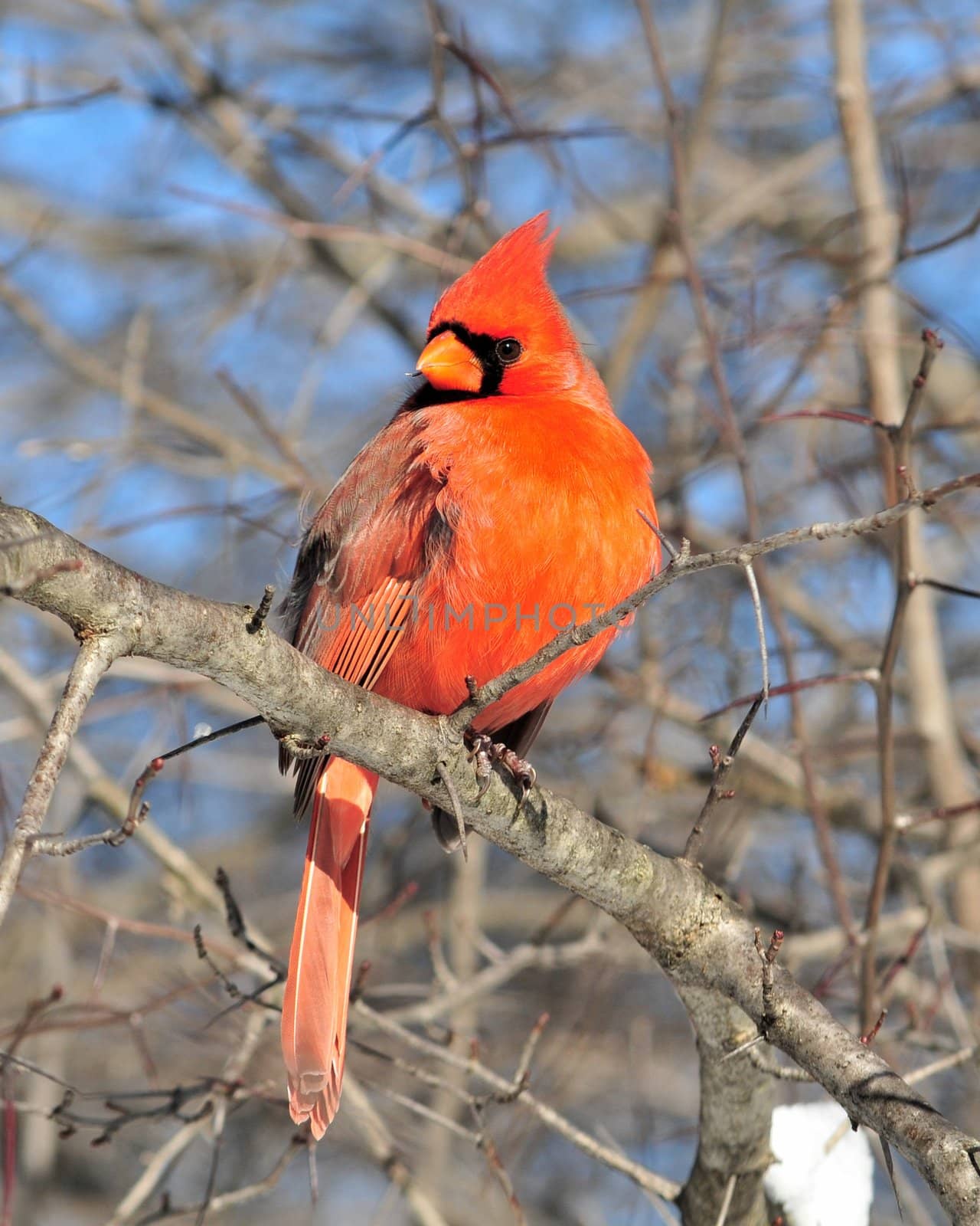 A male Cardinal perched on a tree branch.