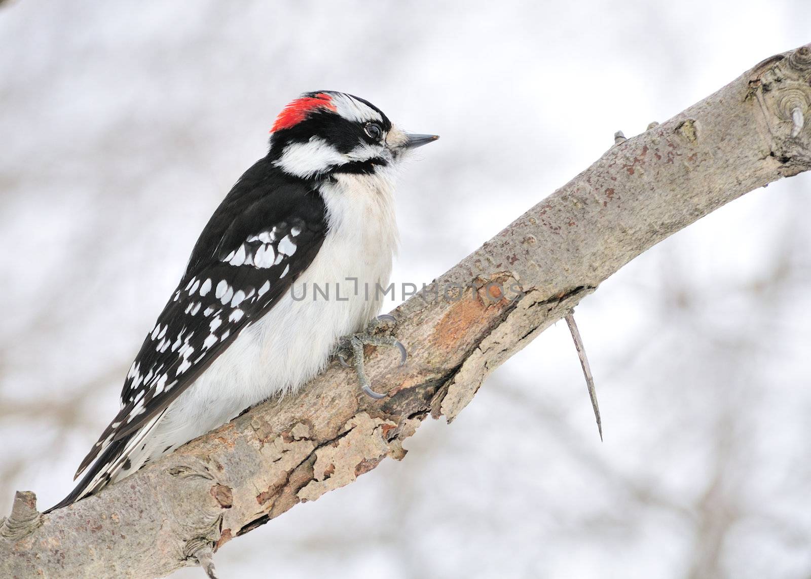 A male downy woodpecker perched on a tree branch.