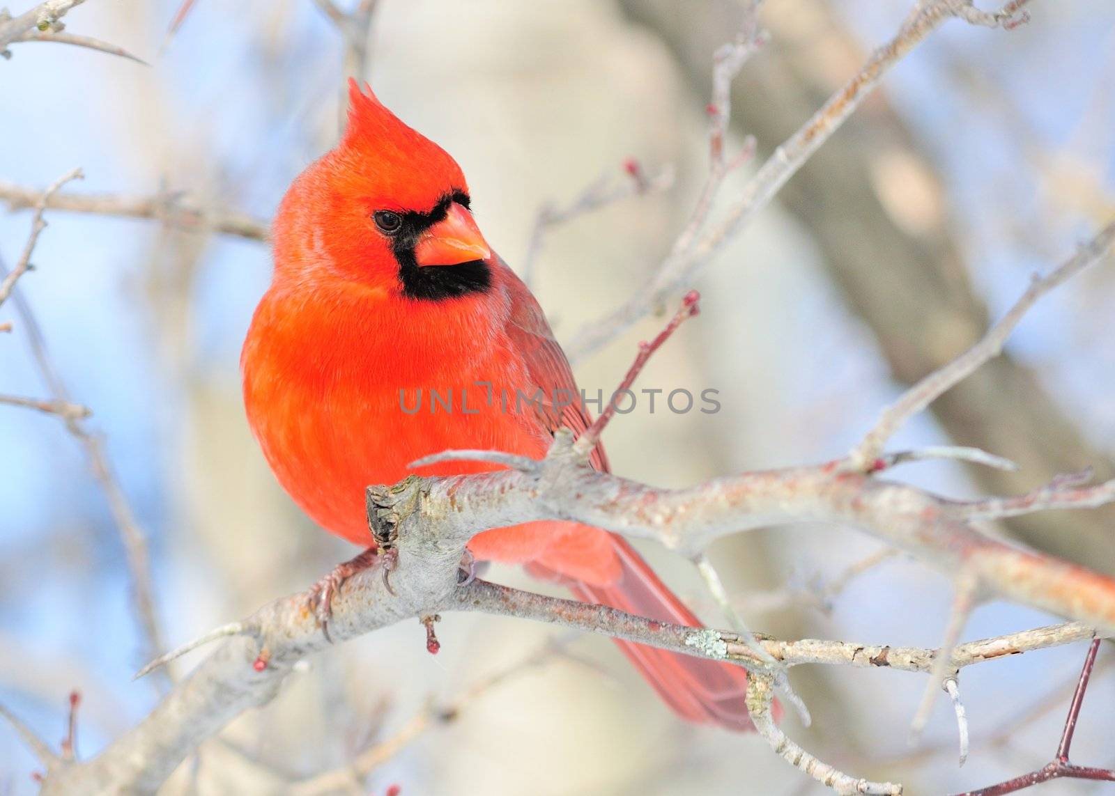 A male cardinal perched on a tree branch.