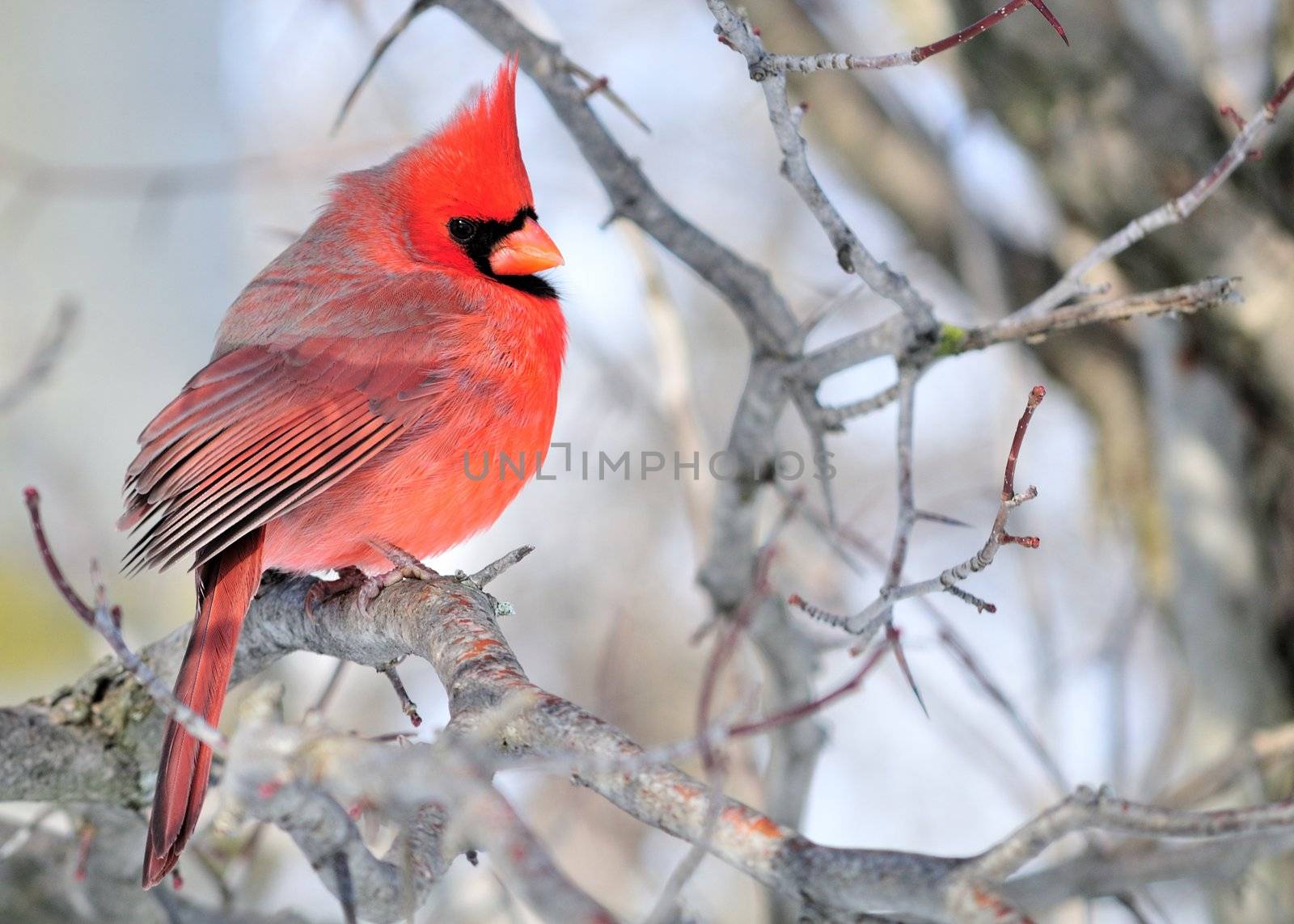 A male cardinal perched on a tree branch.