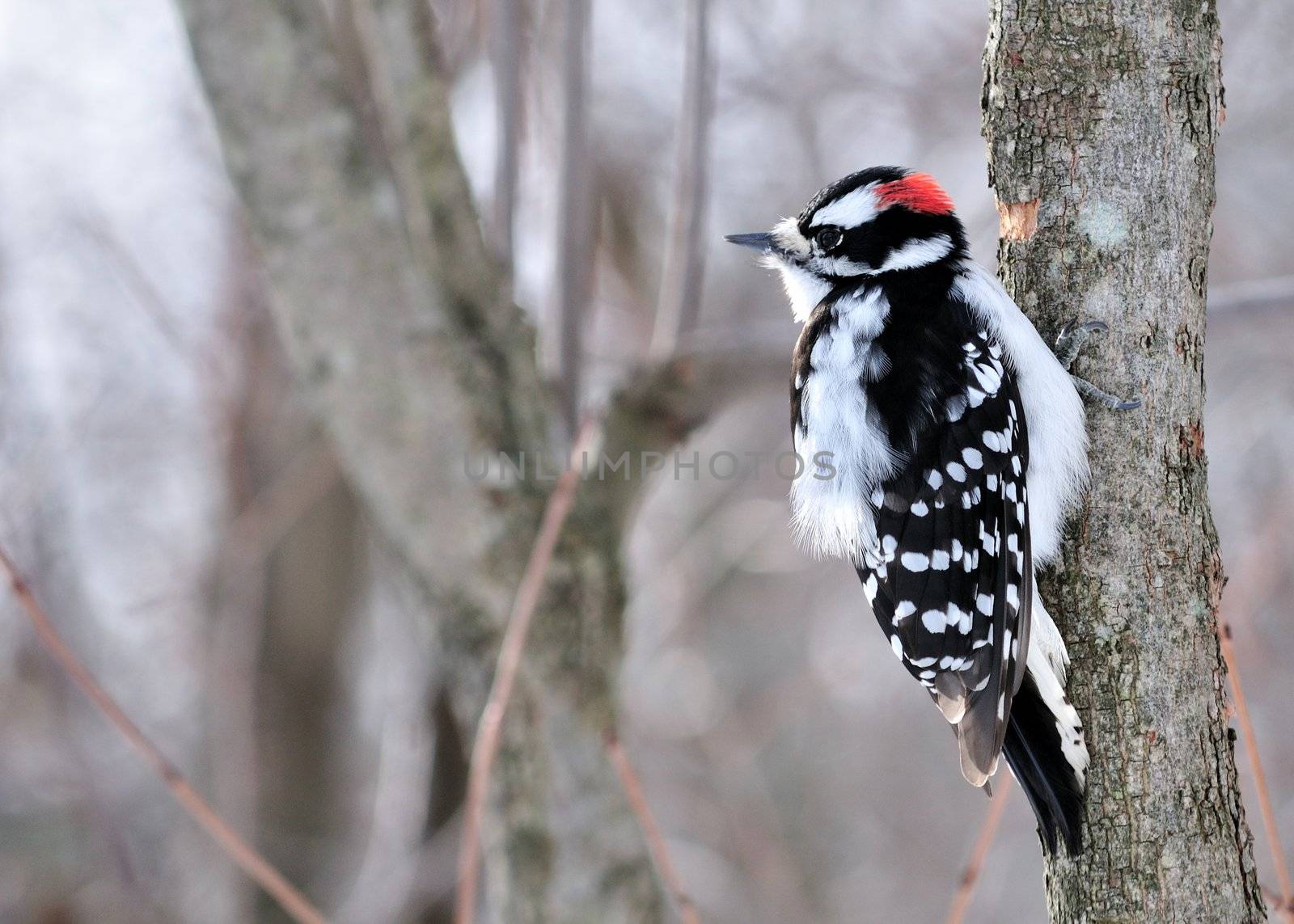 A male downy woodpecker perched on a tree trunk.
