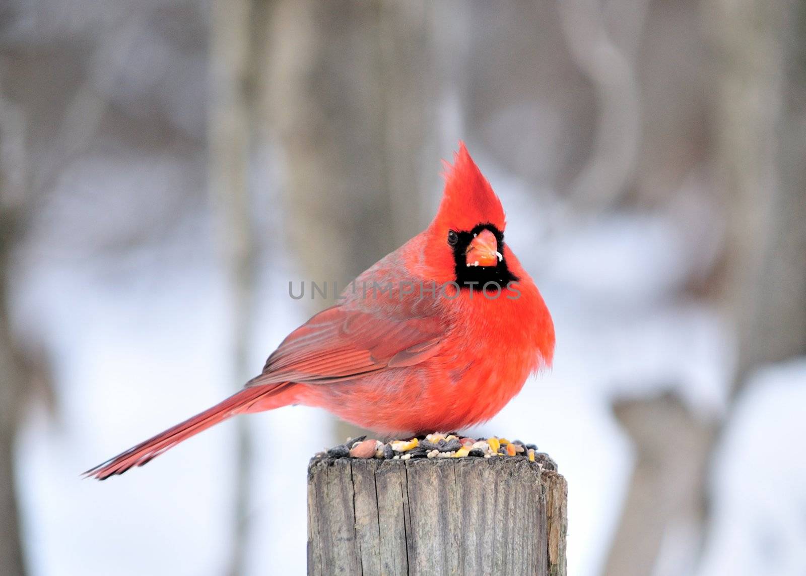 A male cardinal perched on a post with bird seed.