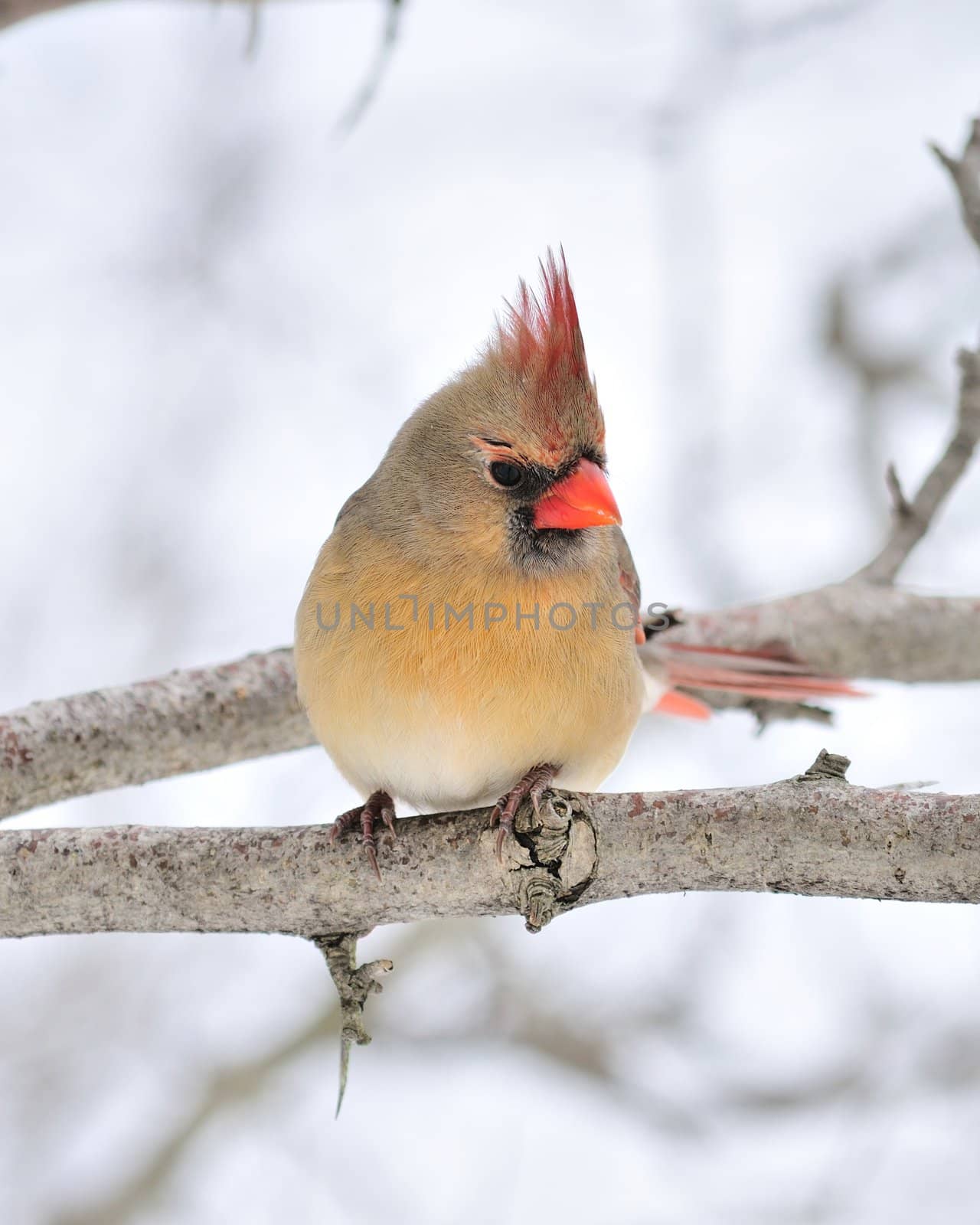 A female cardinal perched on a tree branch.