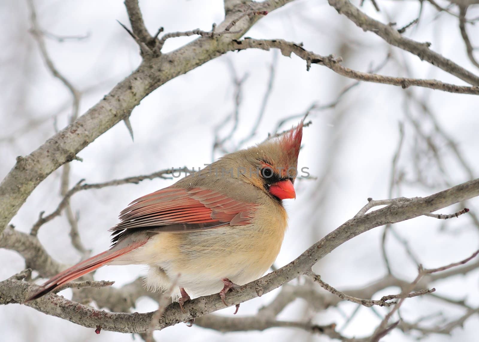 A female cardinal perched on a tree branch.