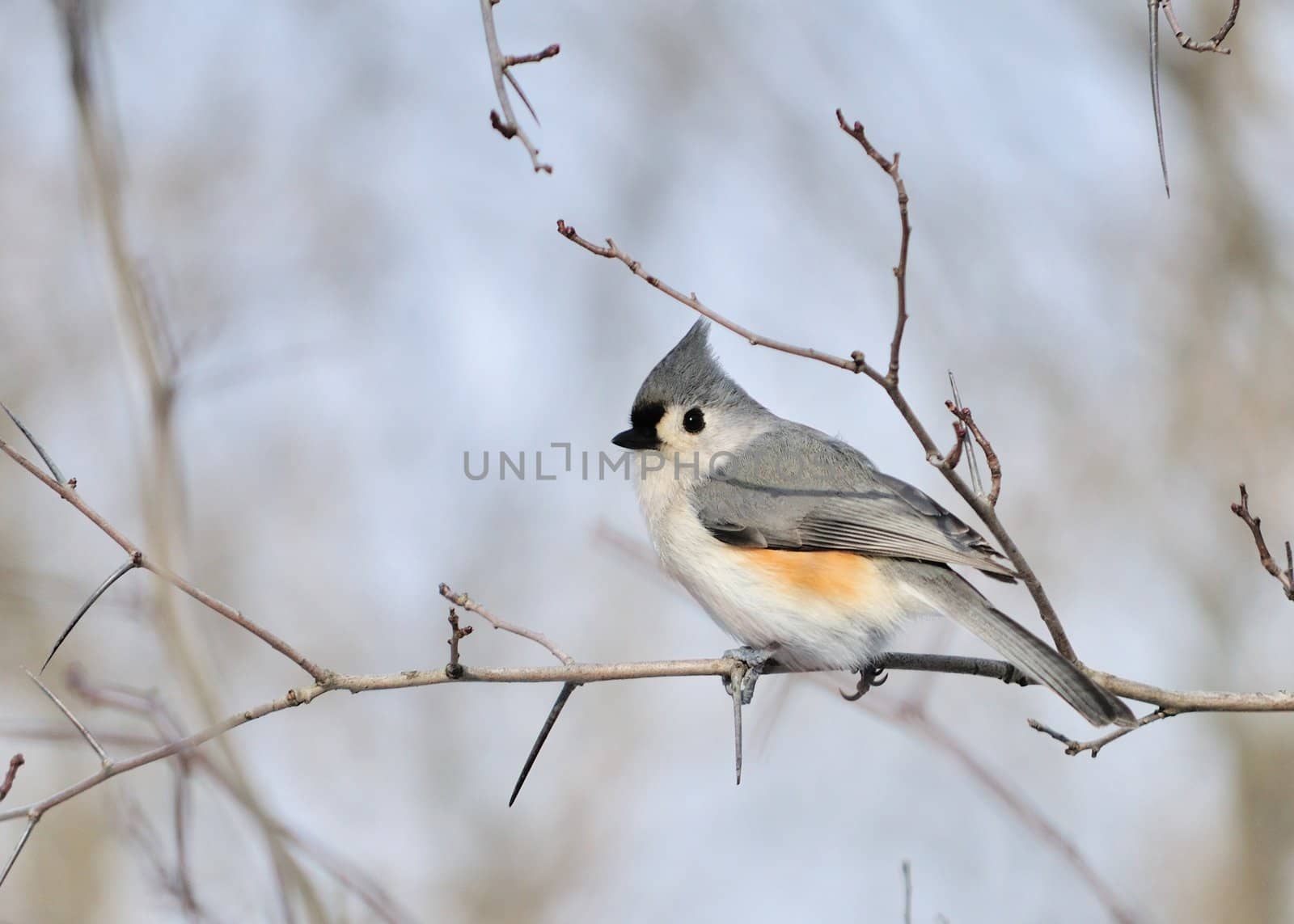 A tufted titmouse perched on a tree branch.