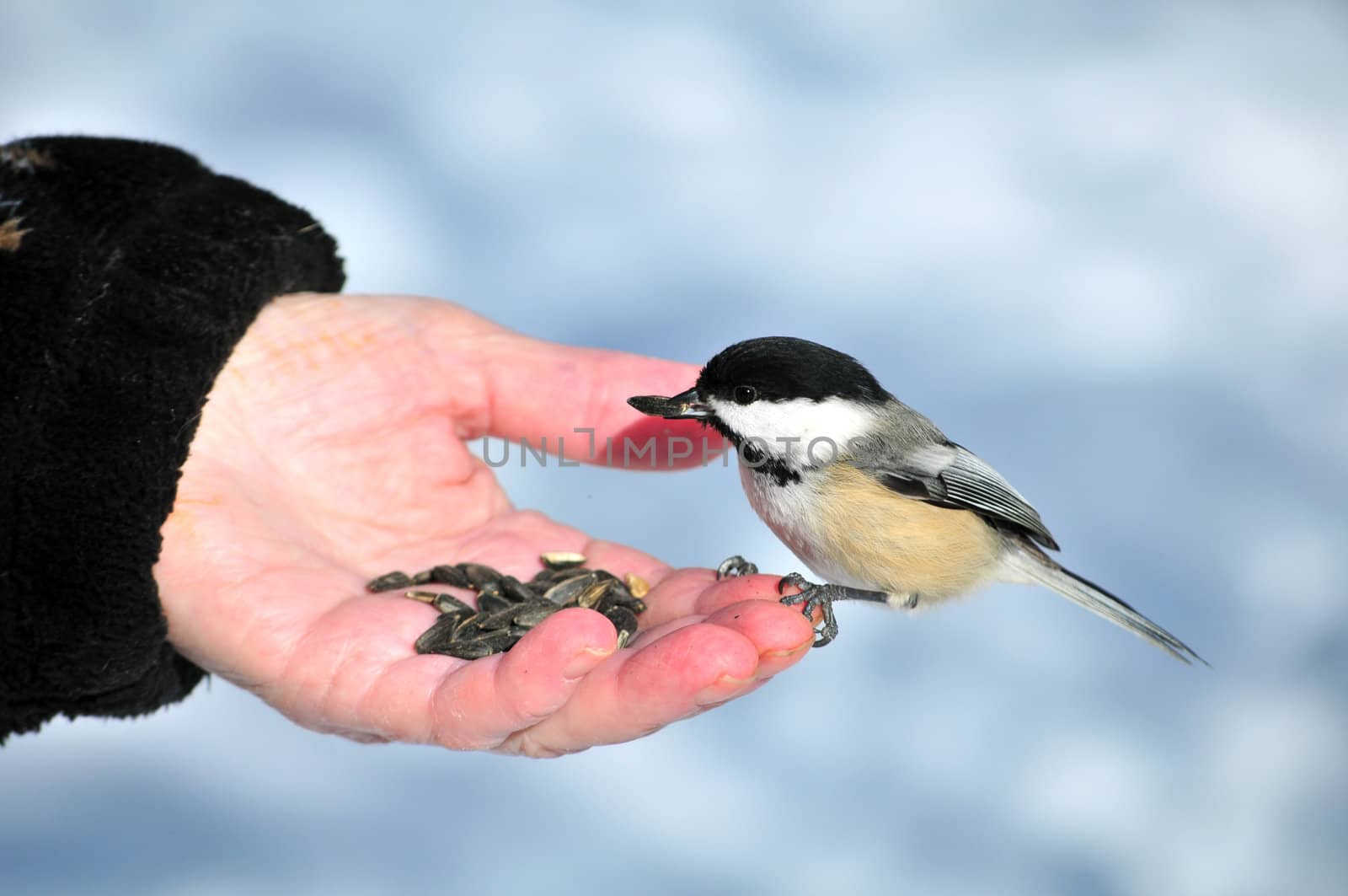 Black-capped Chickadee by brm1949