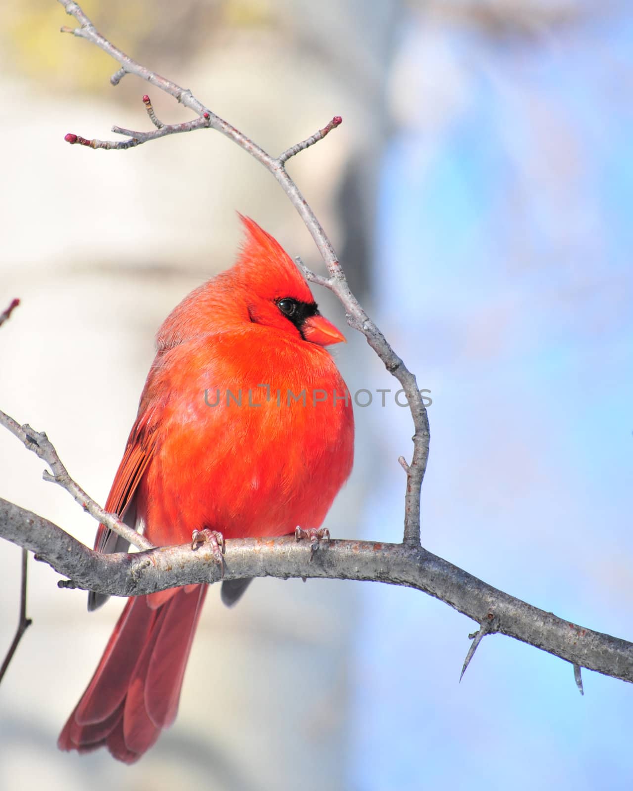 A male Cardinal perched on a branch.