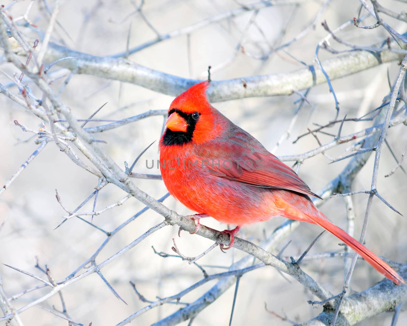 A male cardinal perched on a tree branch.