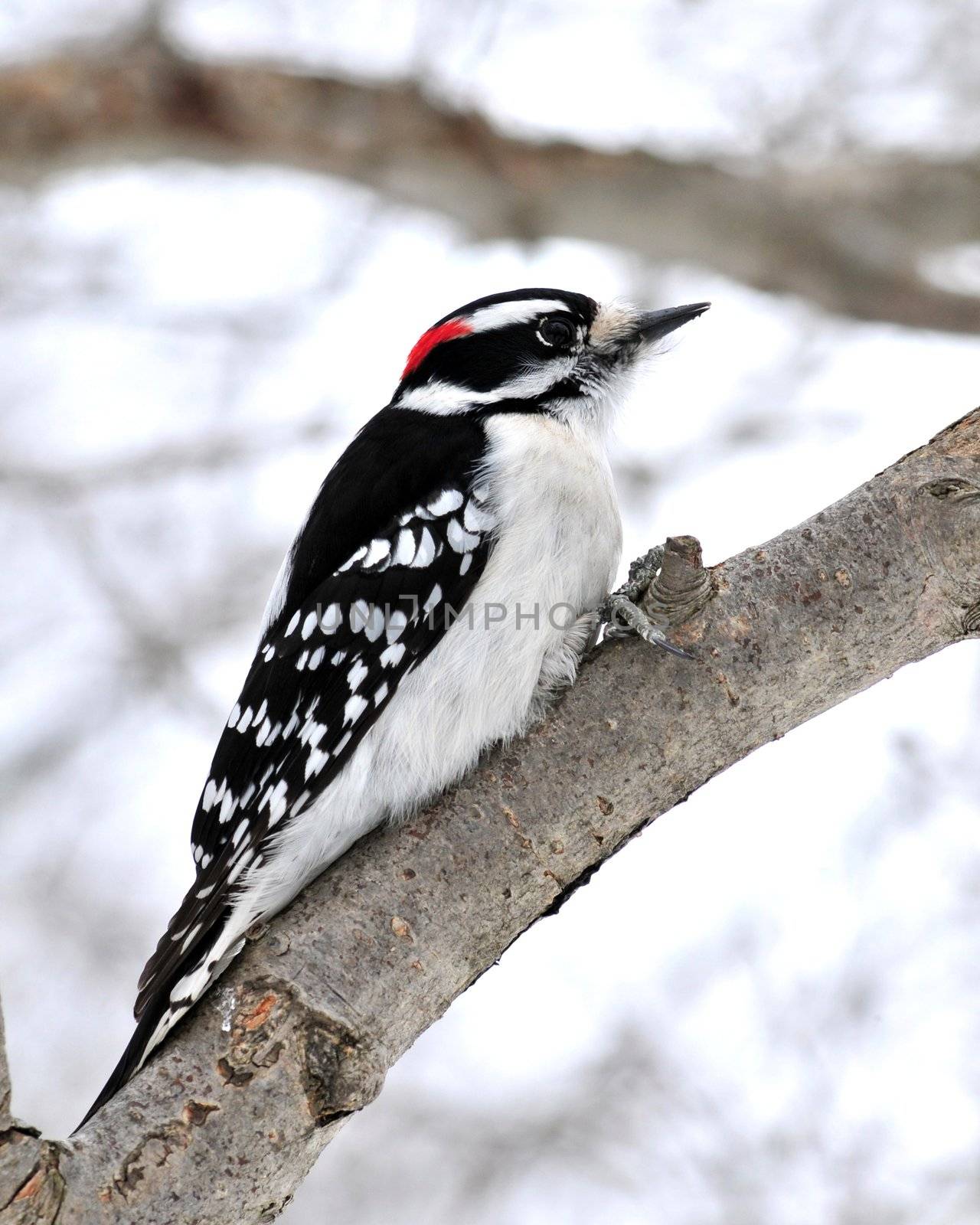 A male downy woodpecker perched on a tree branch.
