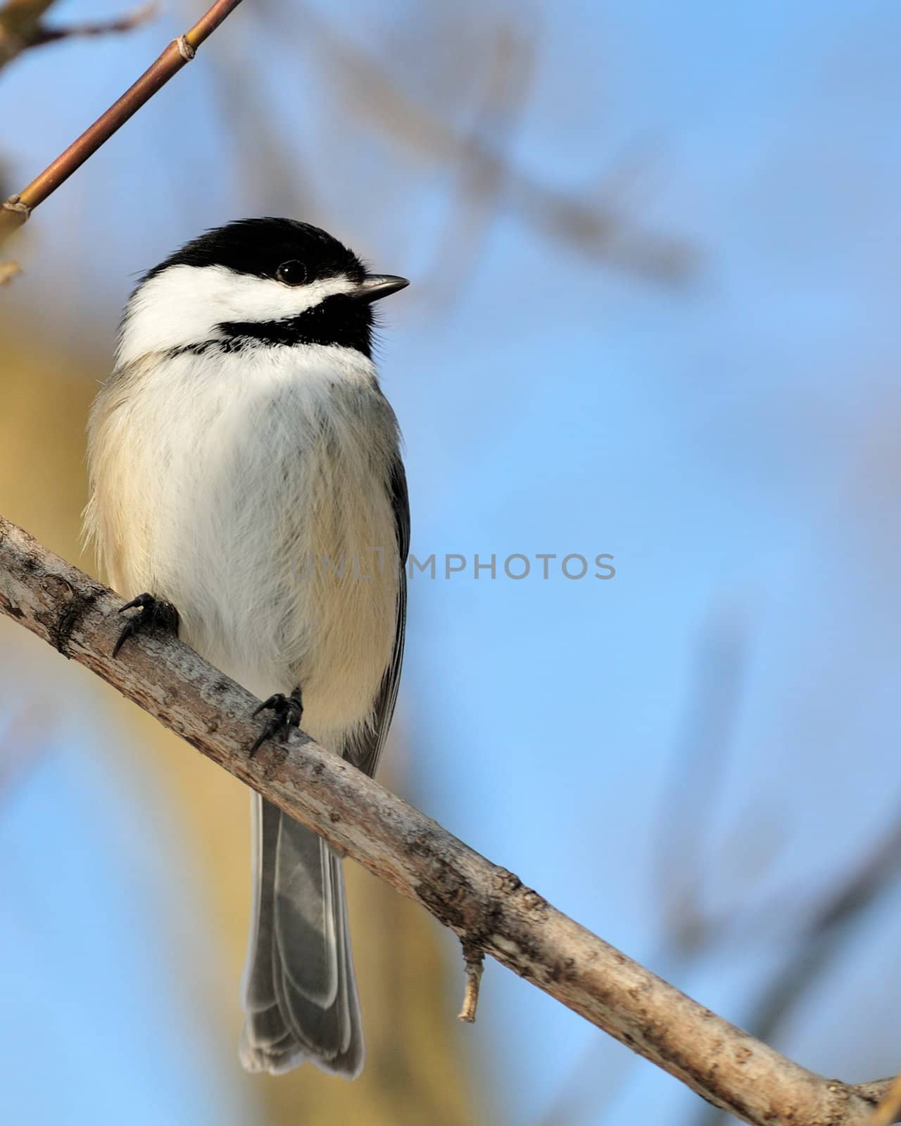 Black-capped Chickadee by brm1949