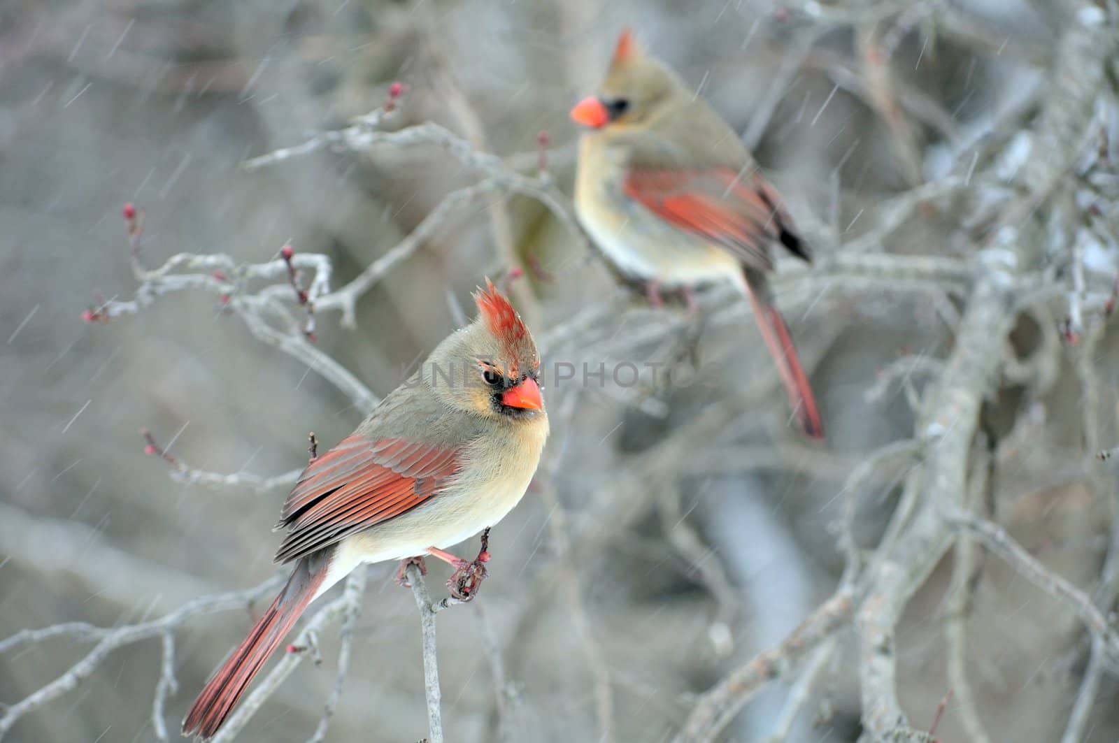 Two female cardinals perched on a tree branch while its snowing.