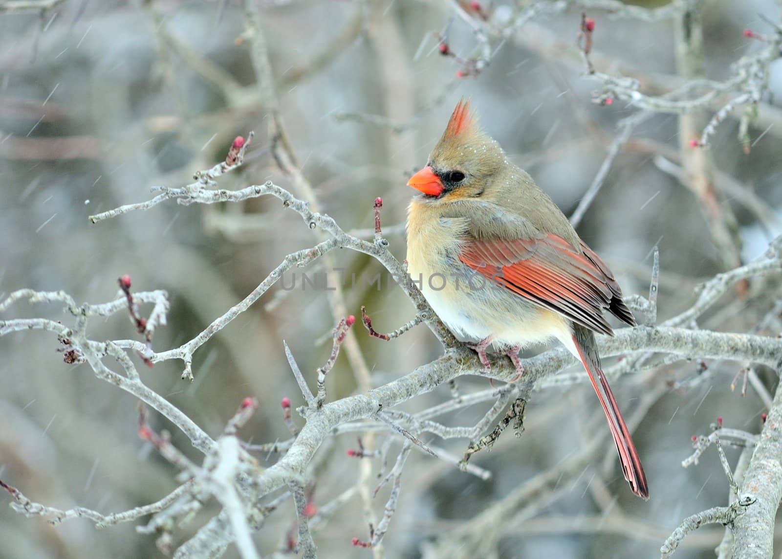 A female cardinals perched on a tree branch while its snowing.