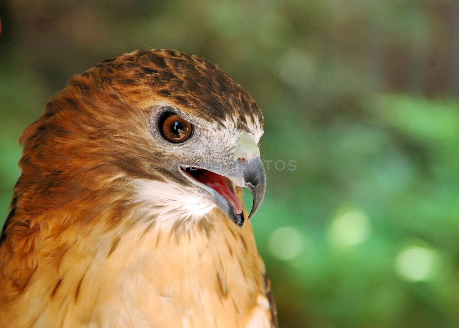 A Red-tailed hawk close-up head shot.
