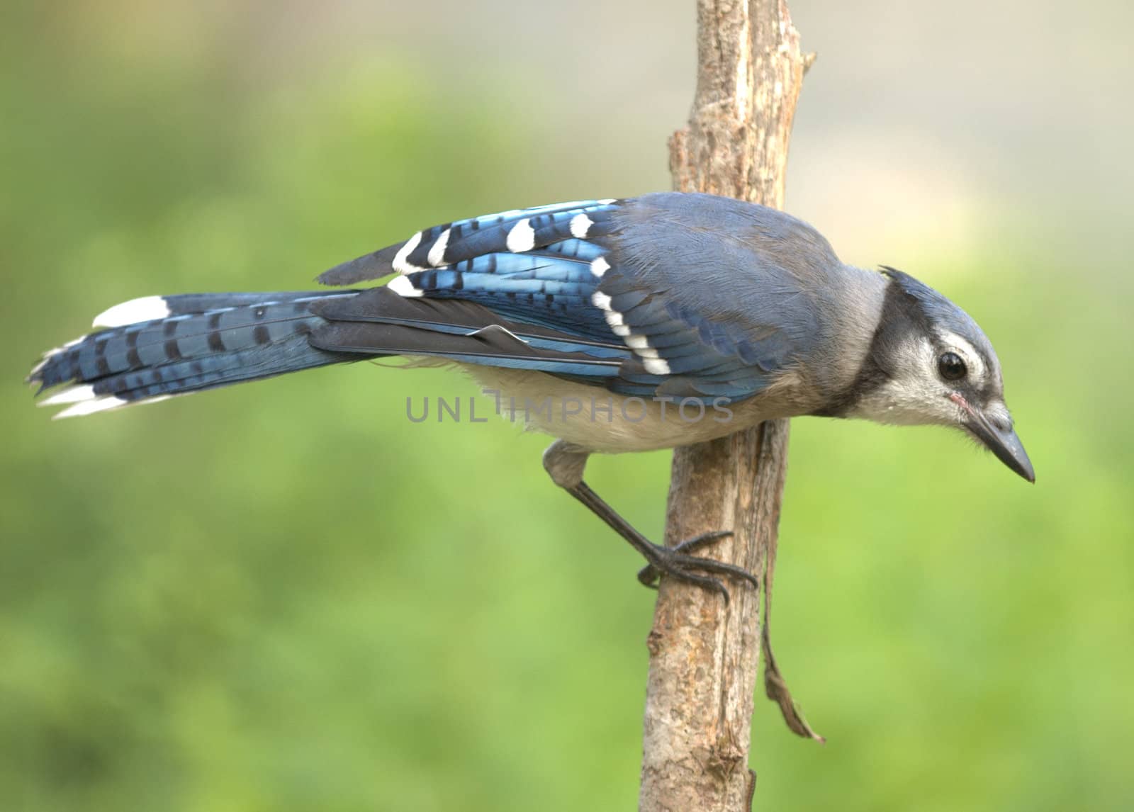 Blue jay perched on a branch.