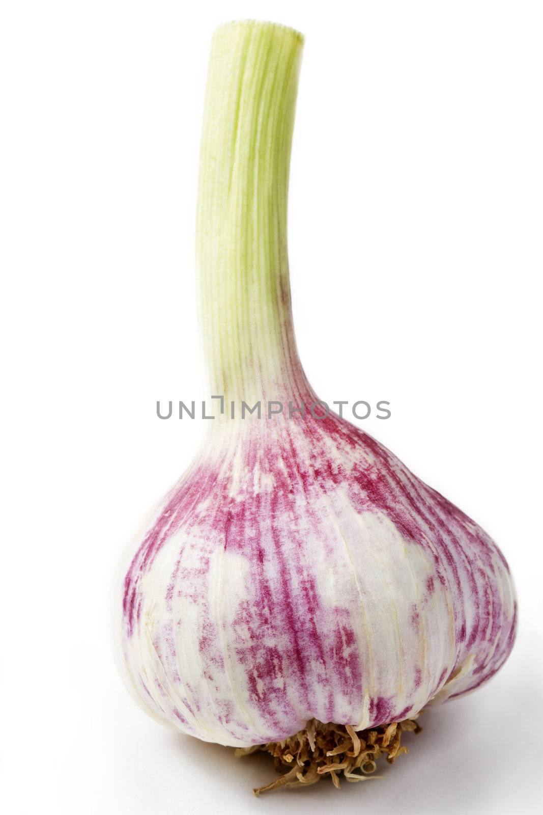 purple garlic on white background