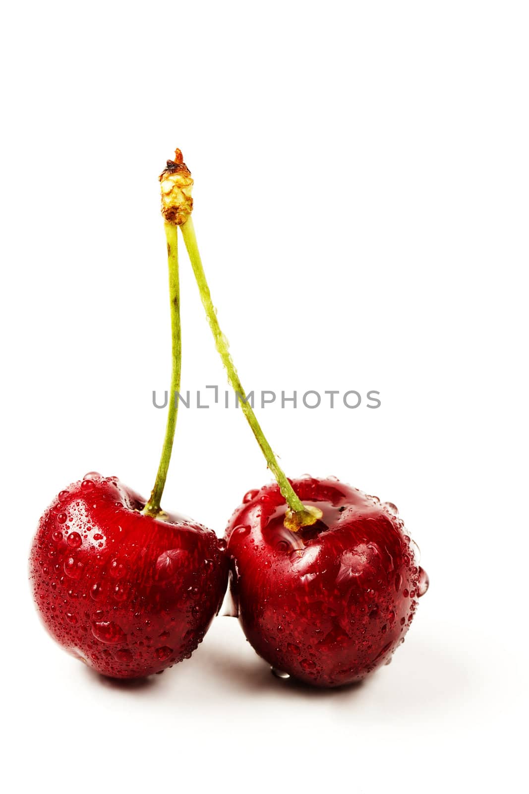 two wet cherries on white background