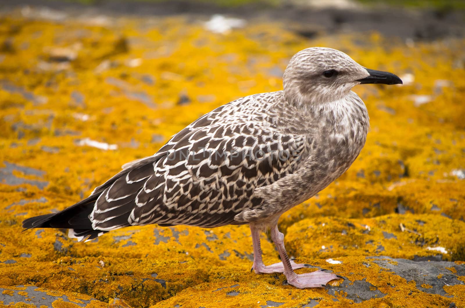 Sea gull over a orange moss in Netherlands 