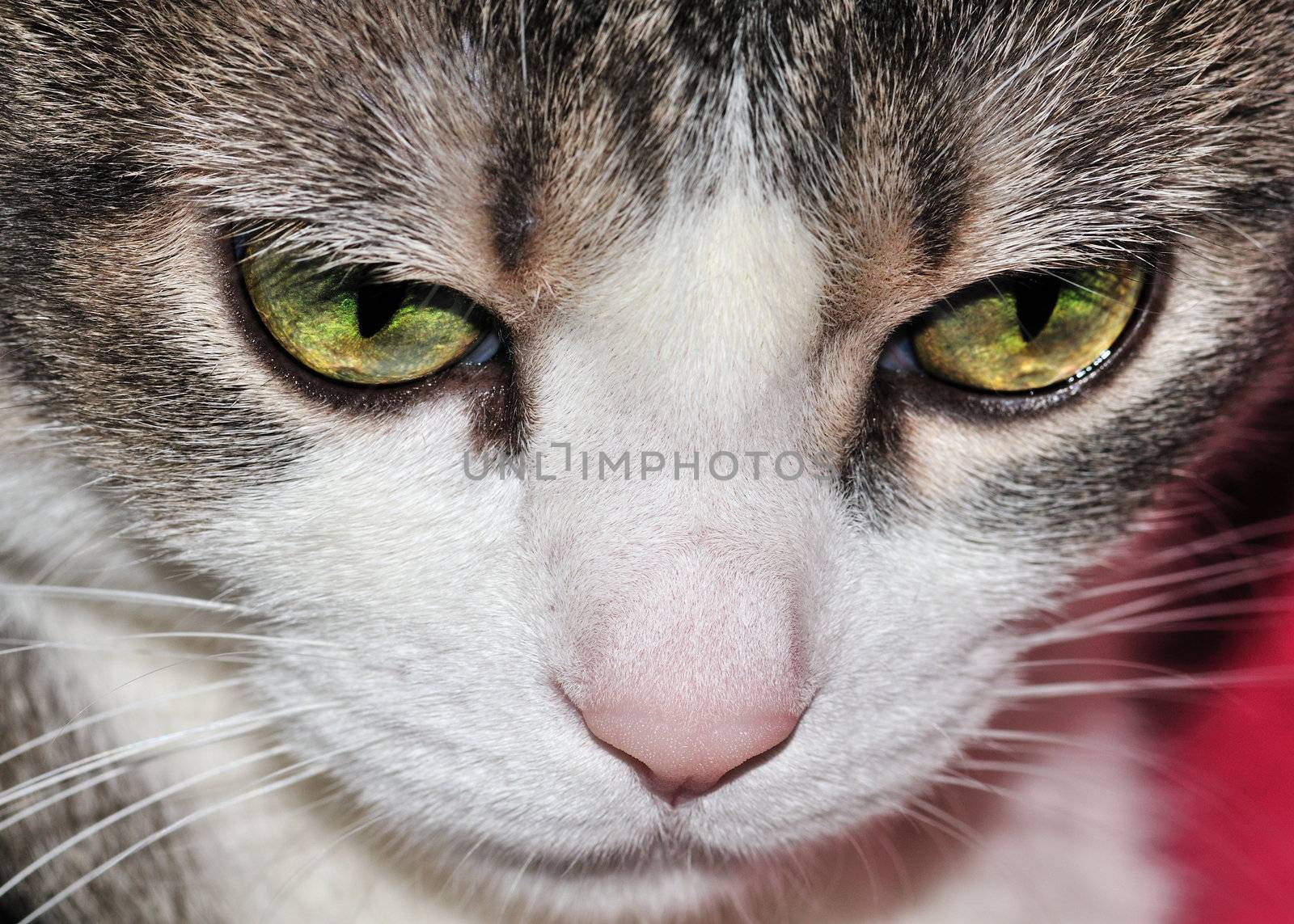 A close-up head shot of a domestic house cat.
