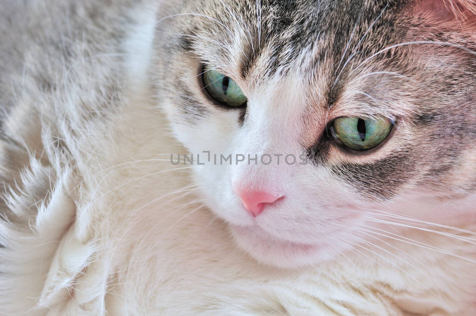 A close-up head shot of a domestic house cat.