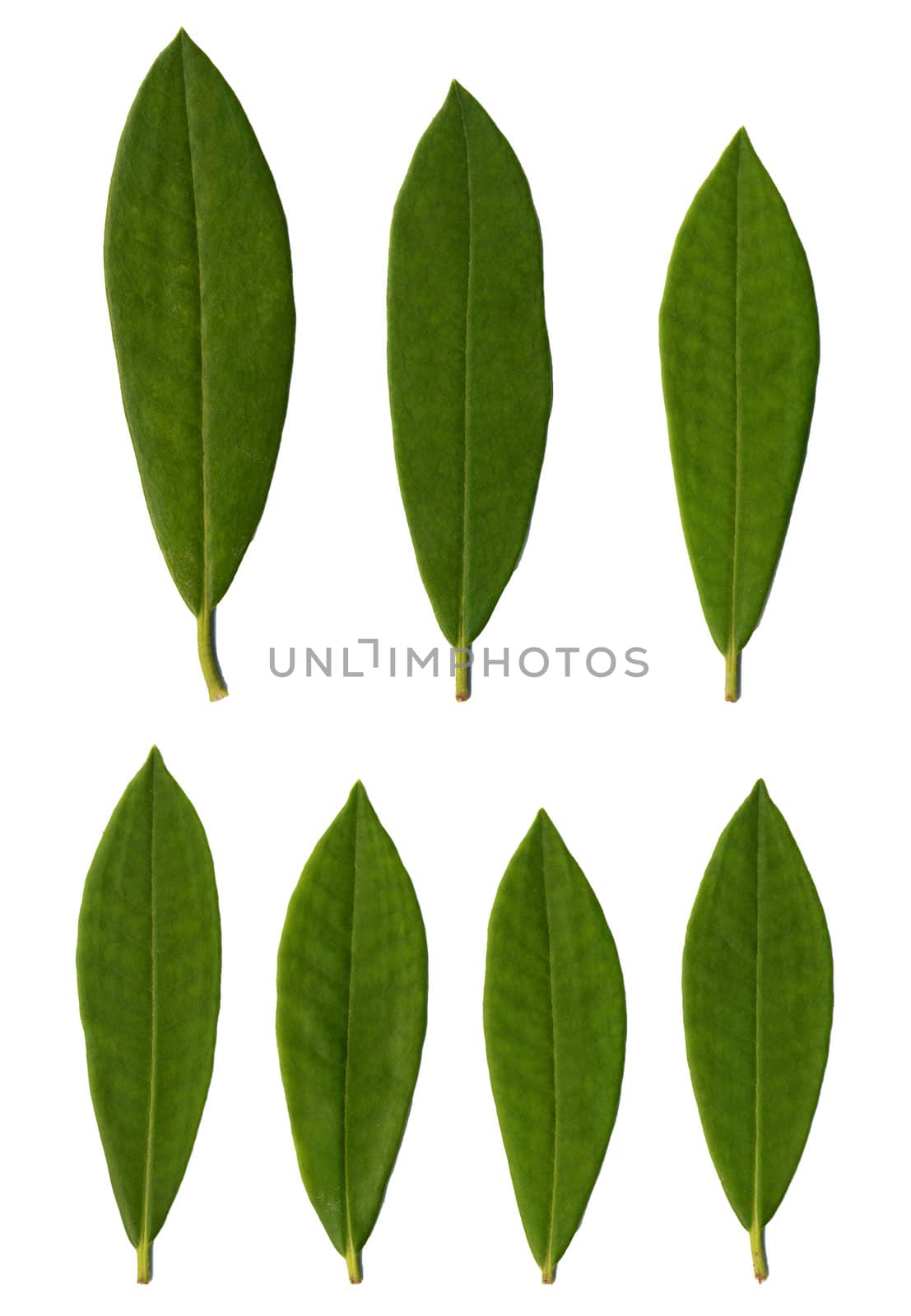 Rhododendron leaves isolated on white background.