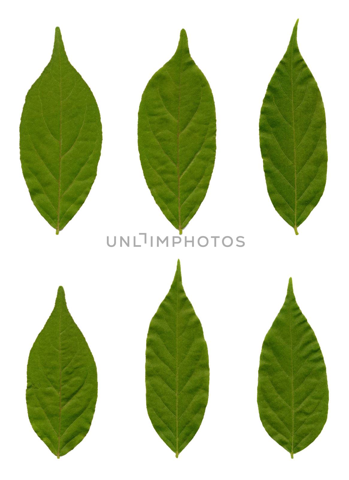 Leaves of a wisteria isolated on white.