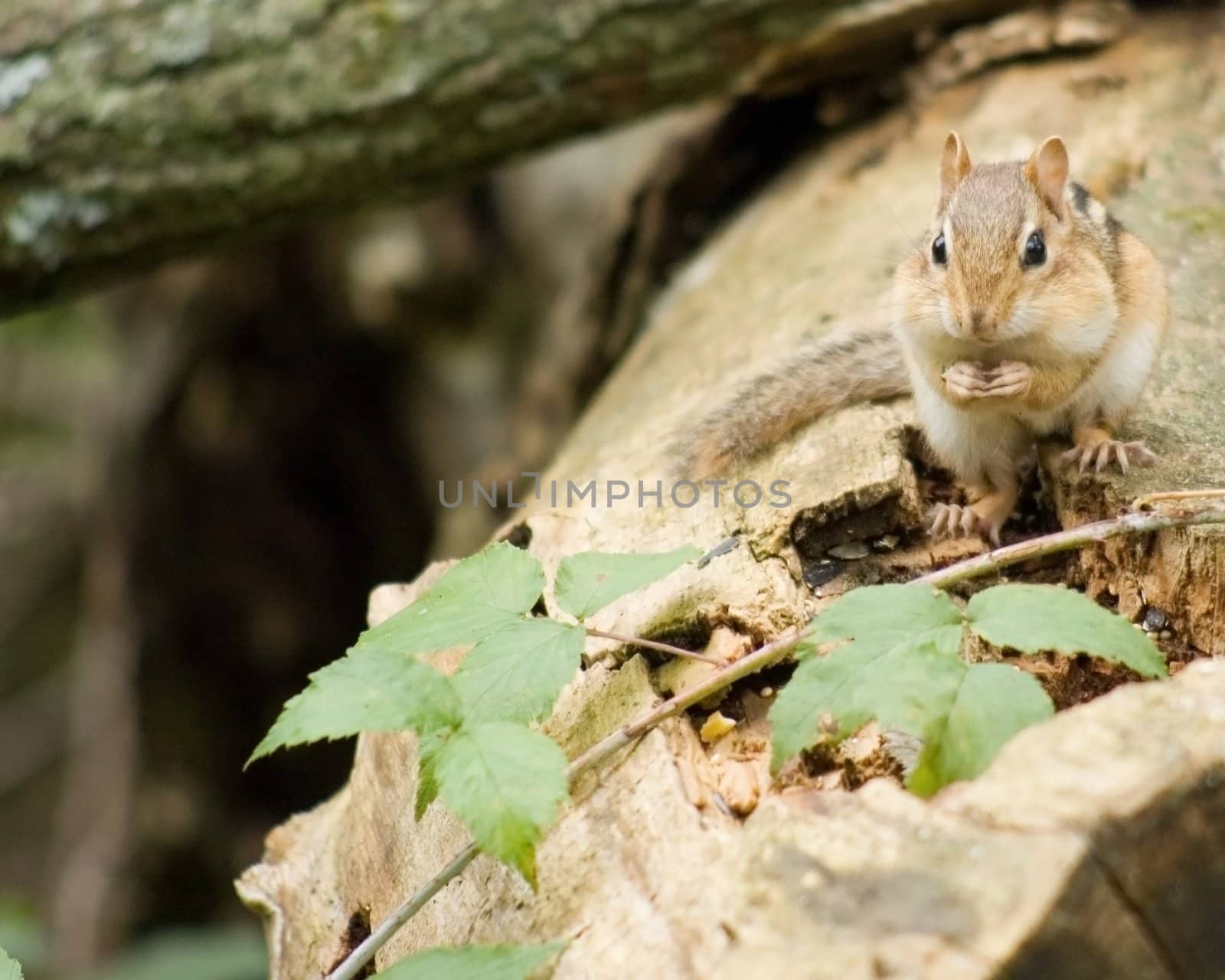 A chipmunk on a log eating a nut.
