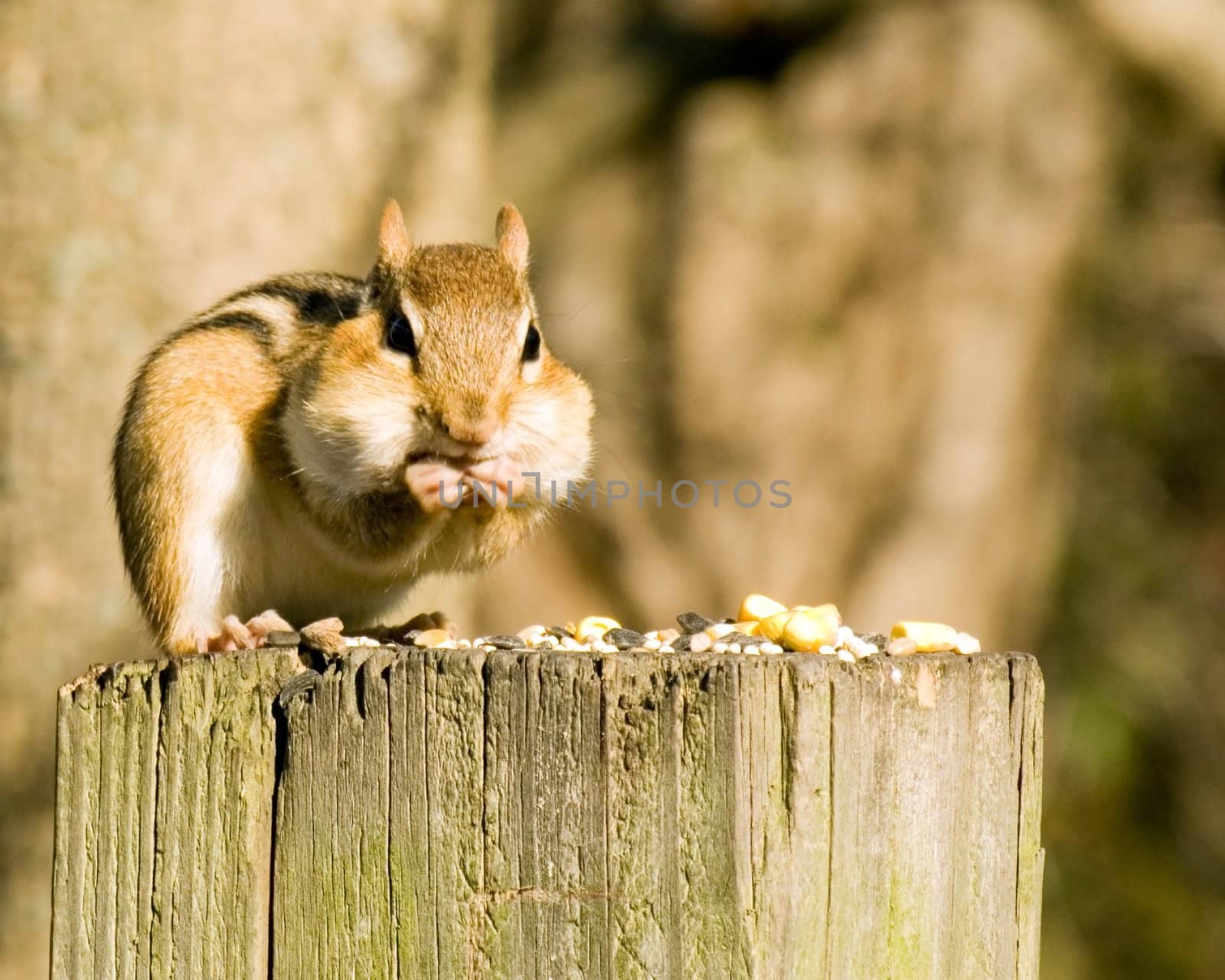 Chipmunk On A Post by brm1949