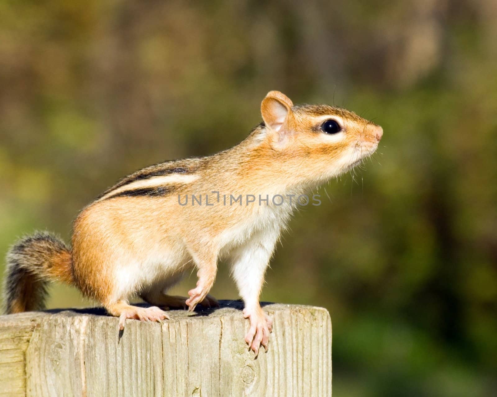An eastern chipmunk looking around while perched on a wooden post.