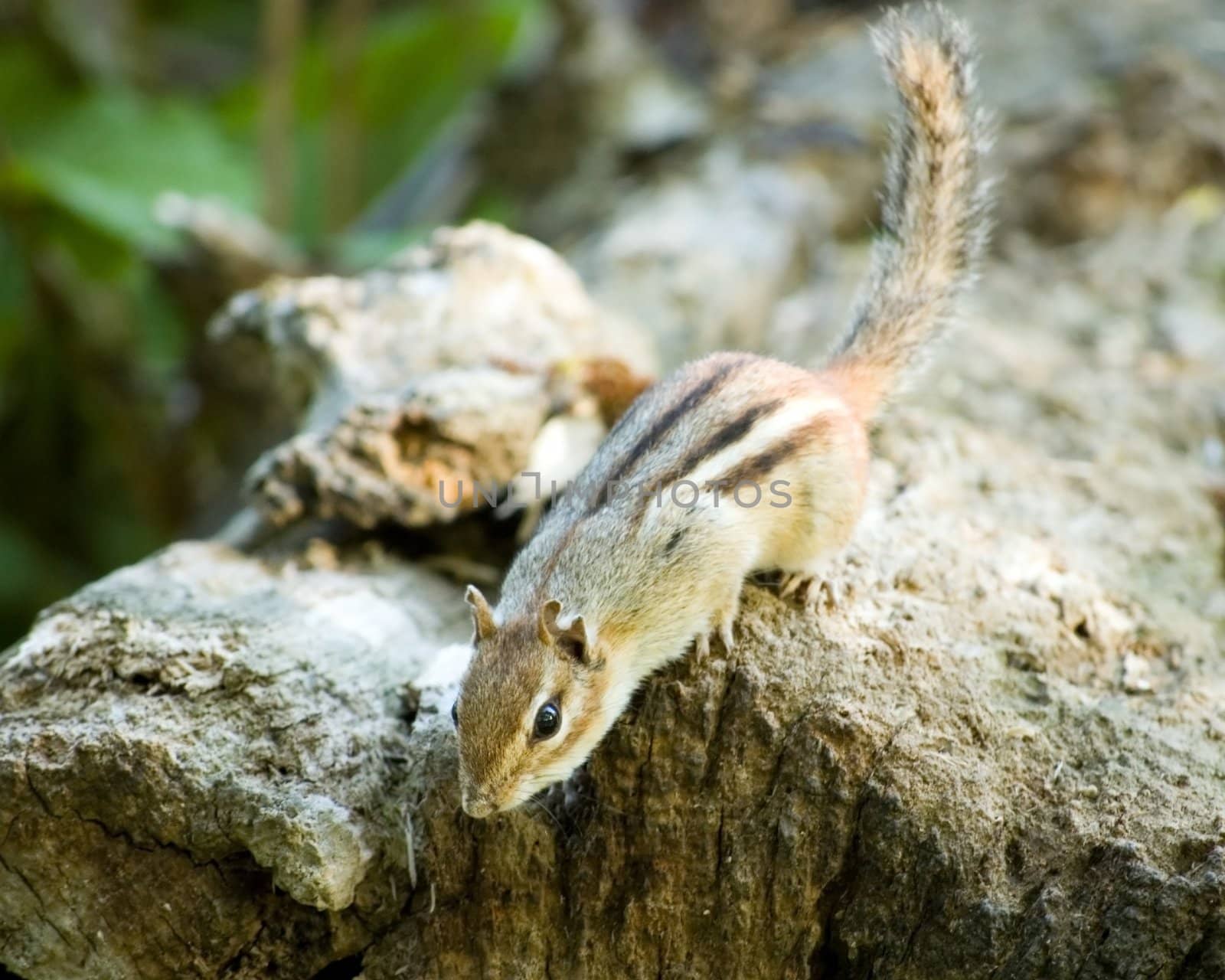 A chipmunk perched on a log ready to jump down to the ground.